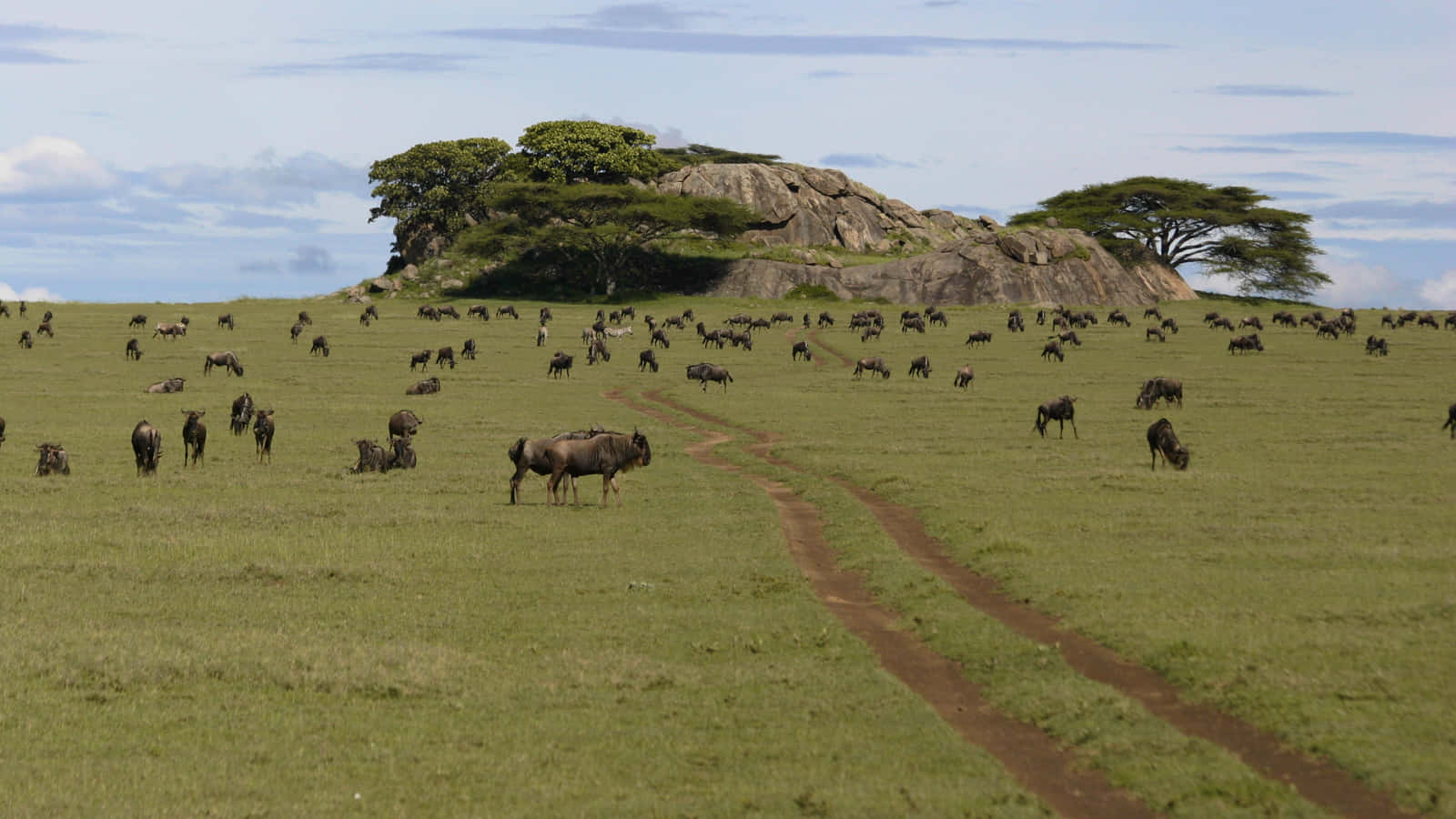 Serengeti National Park Wildebeests Eating Grass Background