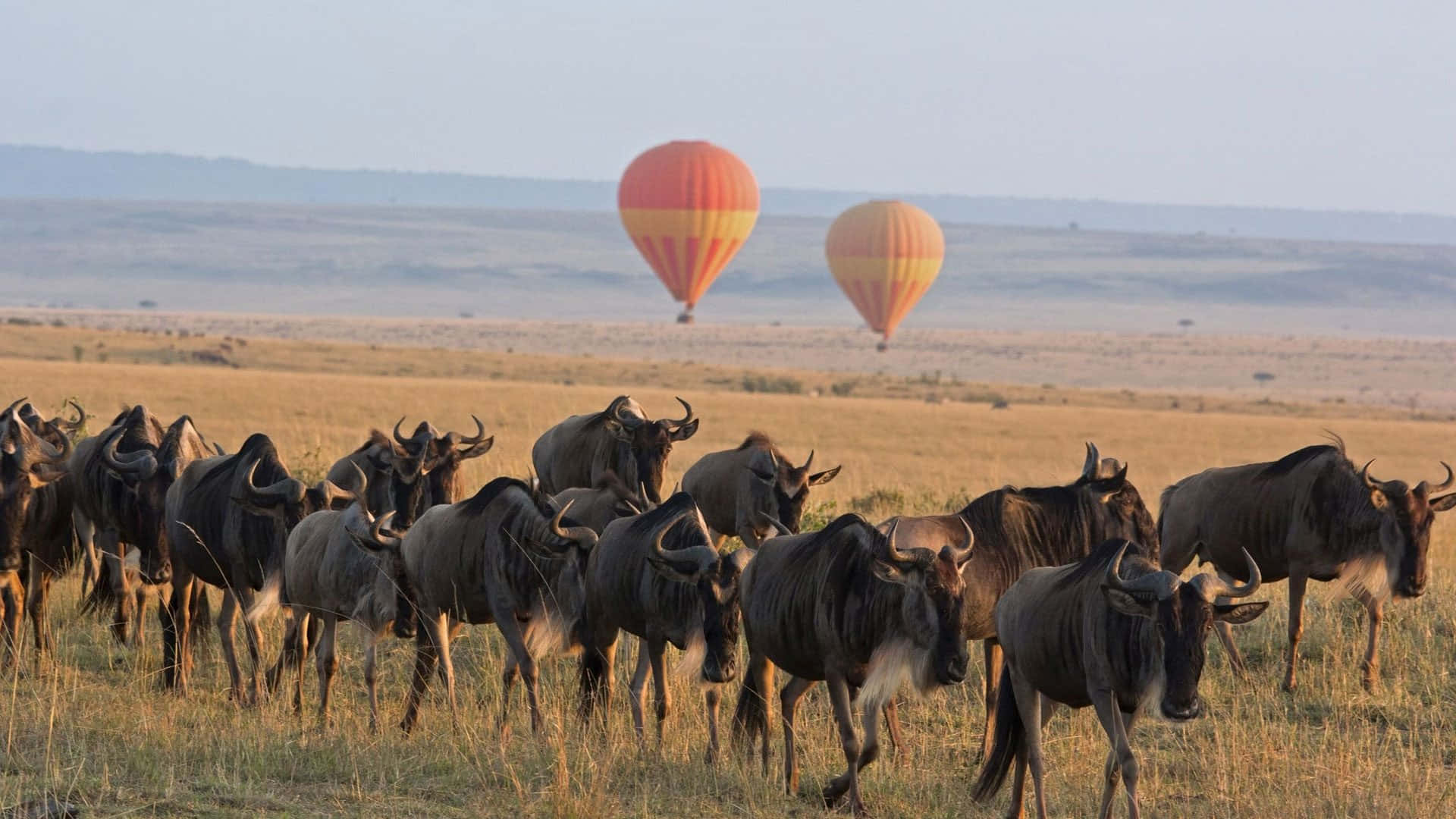 Serengeti National Park Wildebeests Hot Air Balloons Background