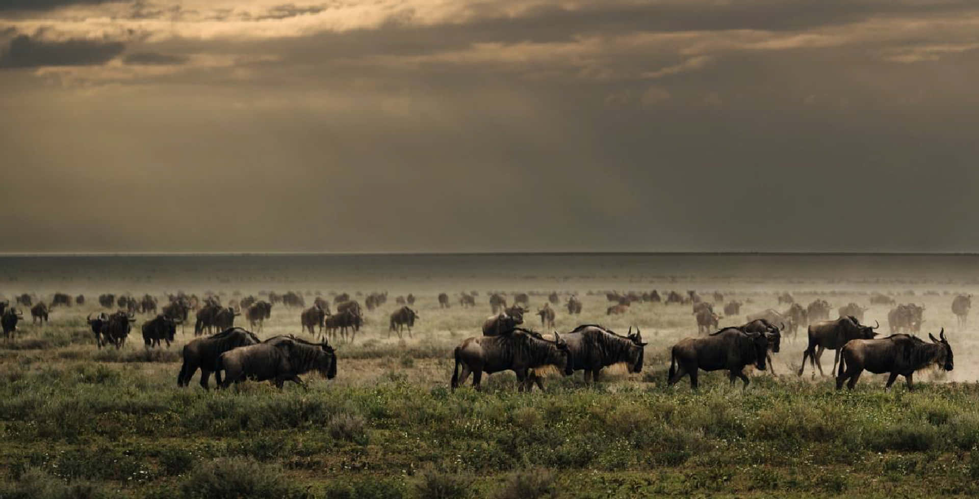 Serengeti National Park Wildebeests Migration Background