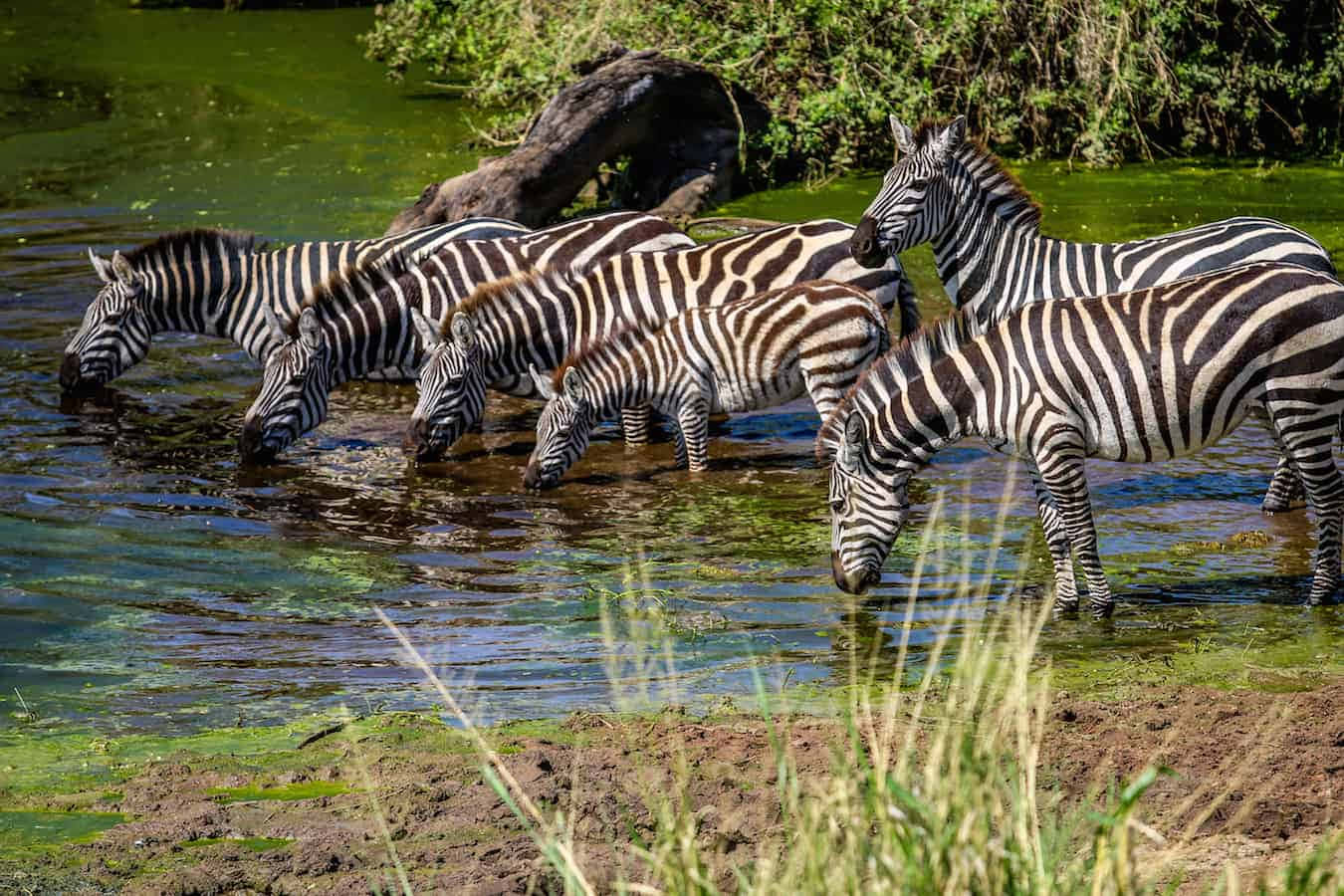 Serengeti National Park Zebras Drinking