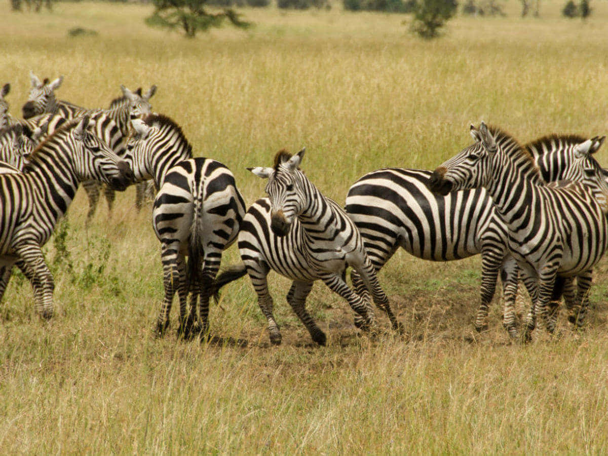Serengeti National Park Zebras In Motion Background