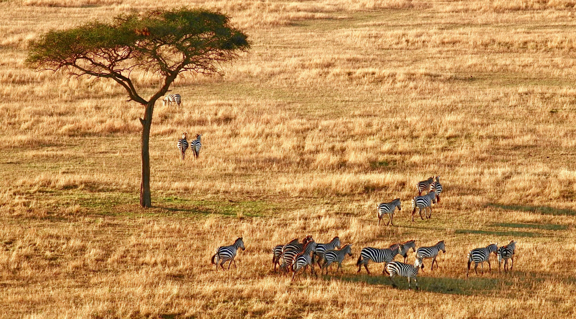 Serengeti National Park Zebras Background