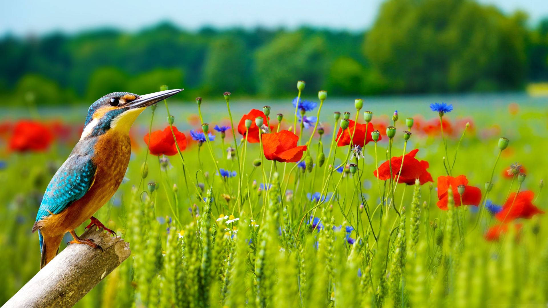 Serenity Enveloped In Nature Background