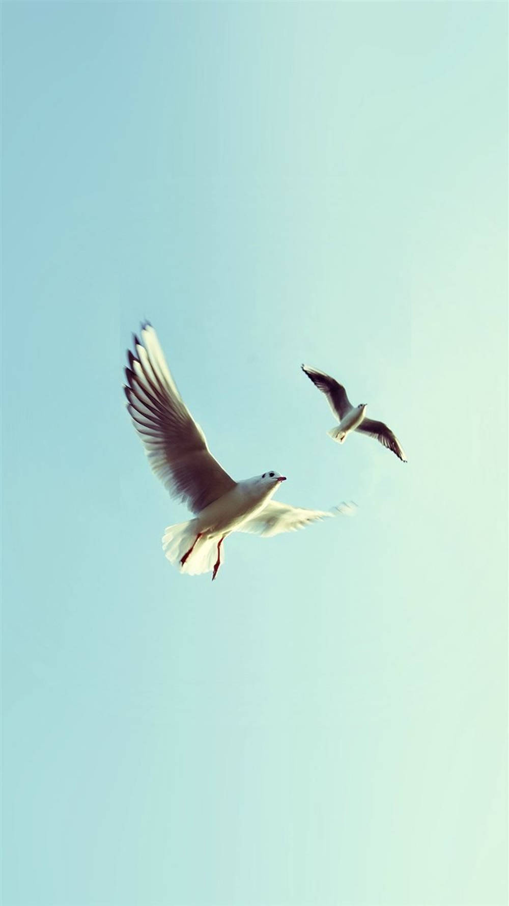 Serenity In The Sky: Doves In Flight Background