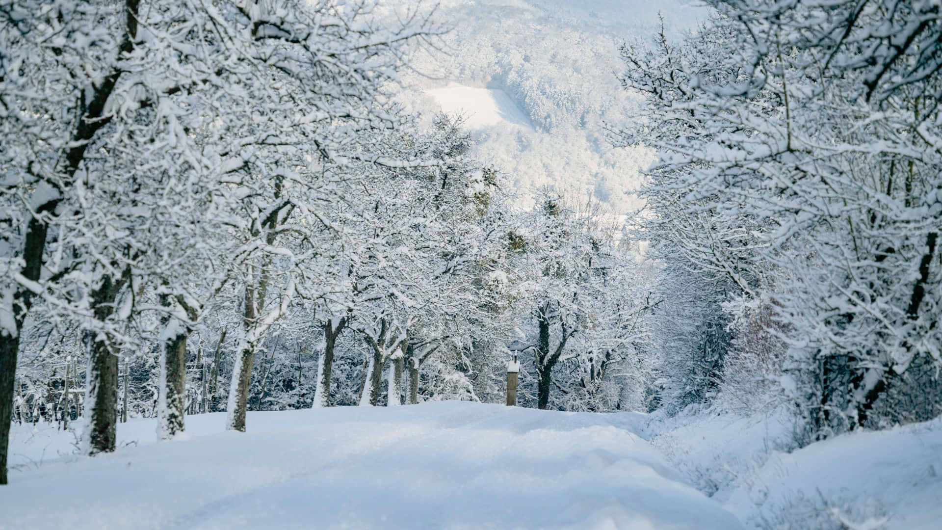 Serenity Of A Winter Forest Background