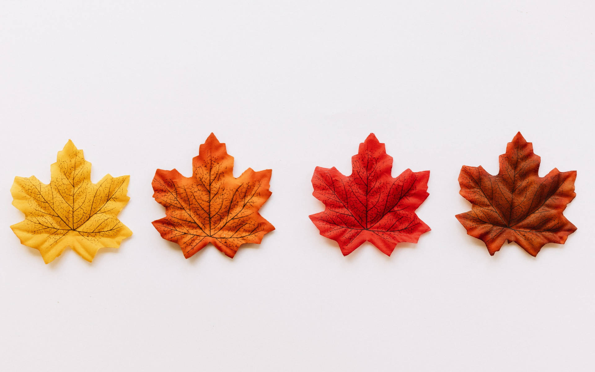 Series Of Maples Leaves Background