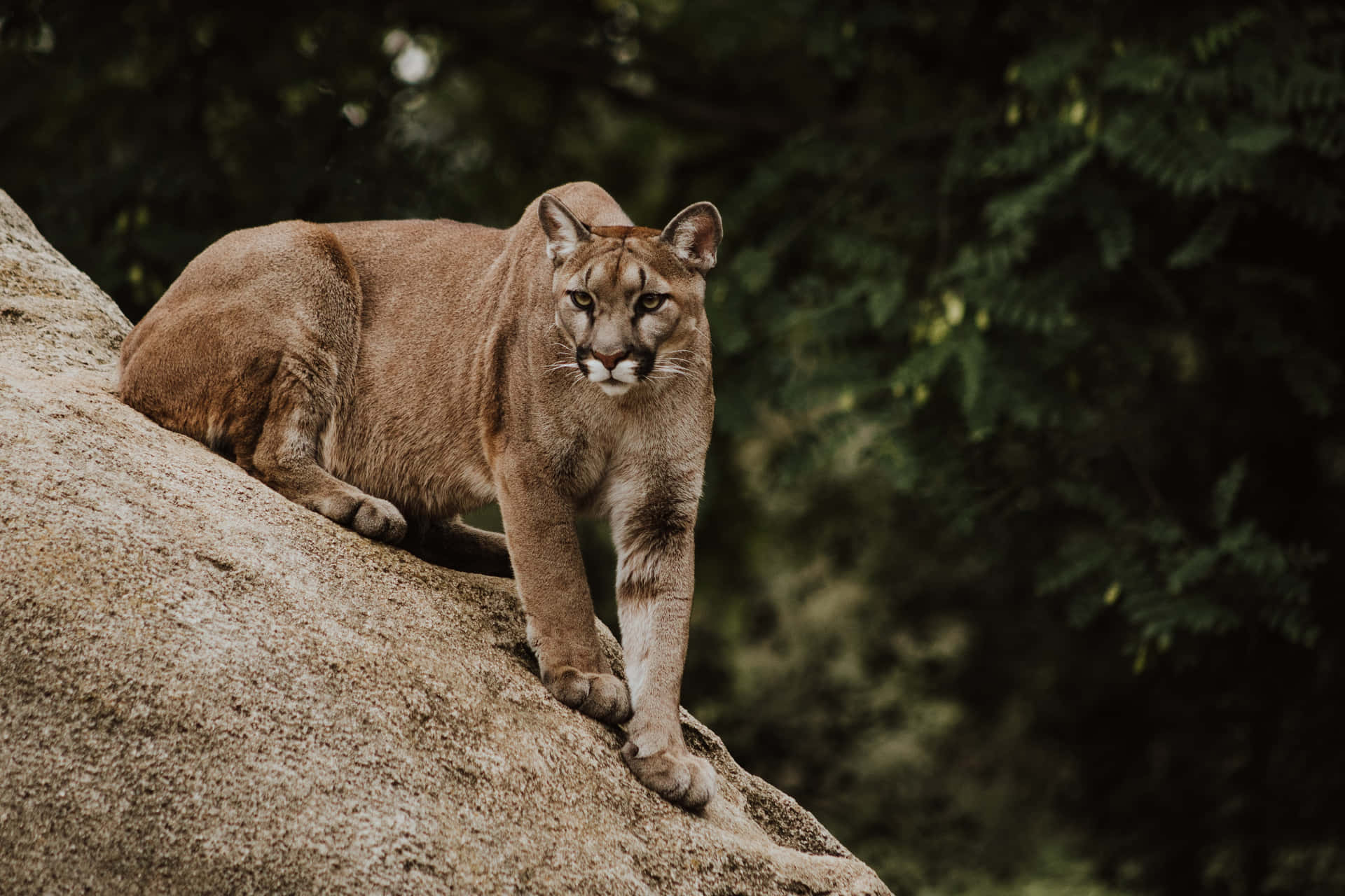 Serious Crouching Lioness Background