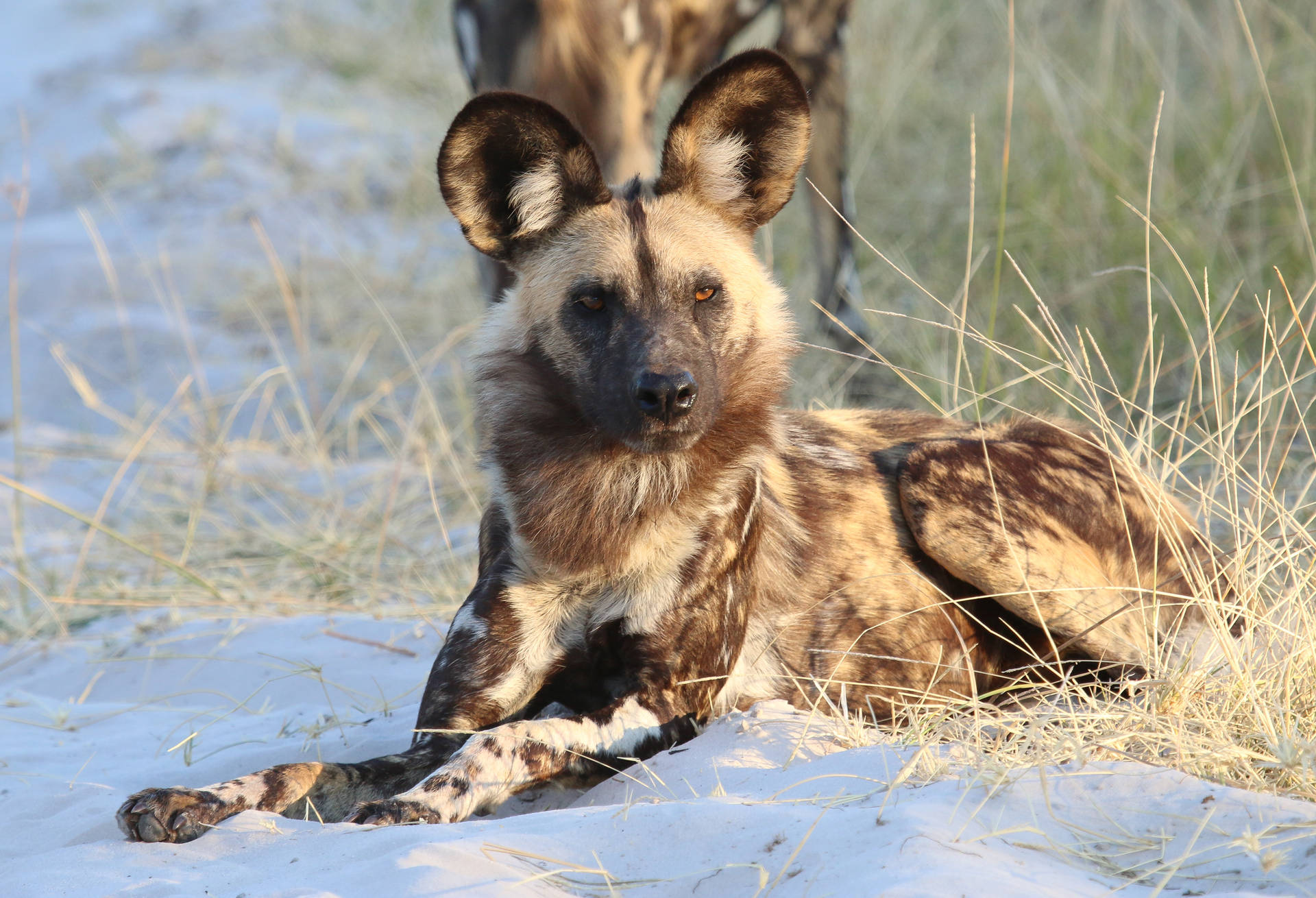 Serious Face Hyena Predator Background