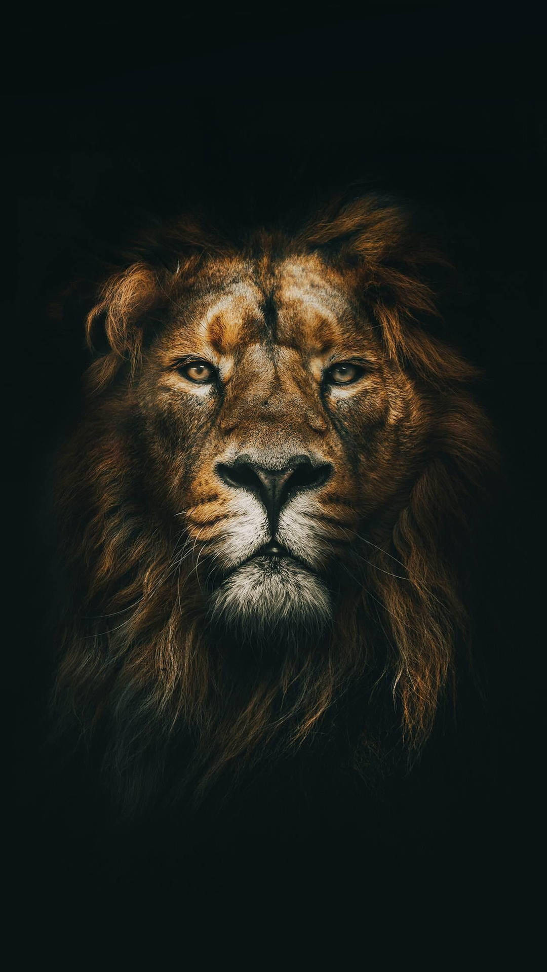 Serious Lion Phone Background