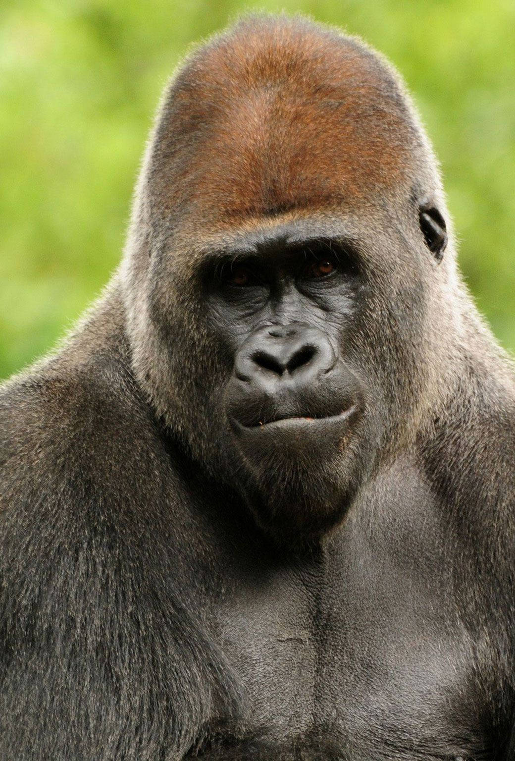 Serious-looking Gorilla Iphone Background