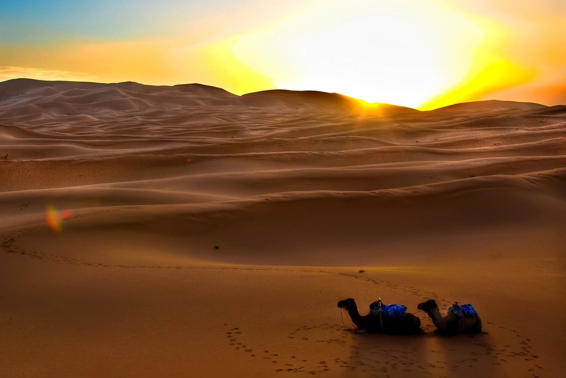 Setting Desert Sun With Camels