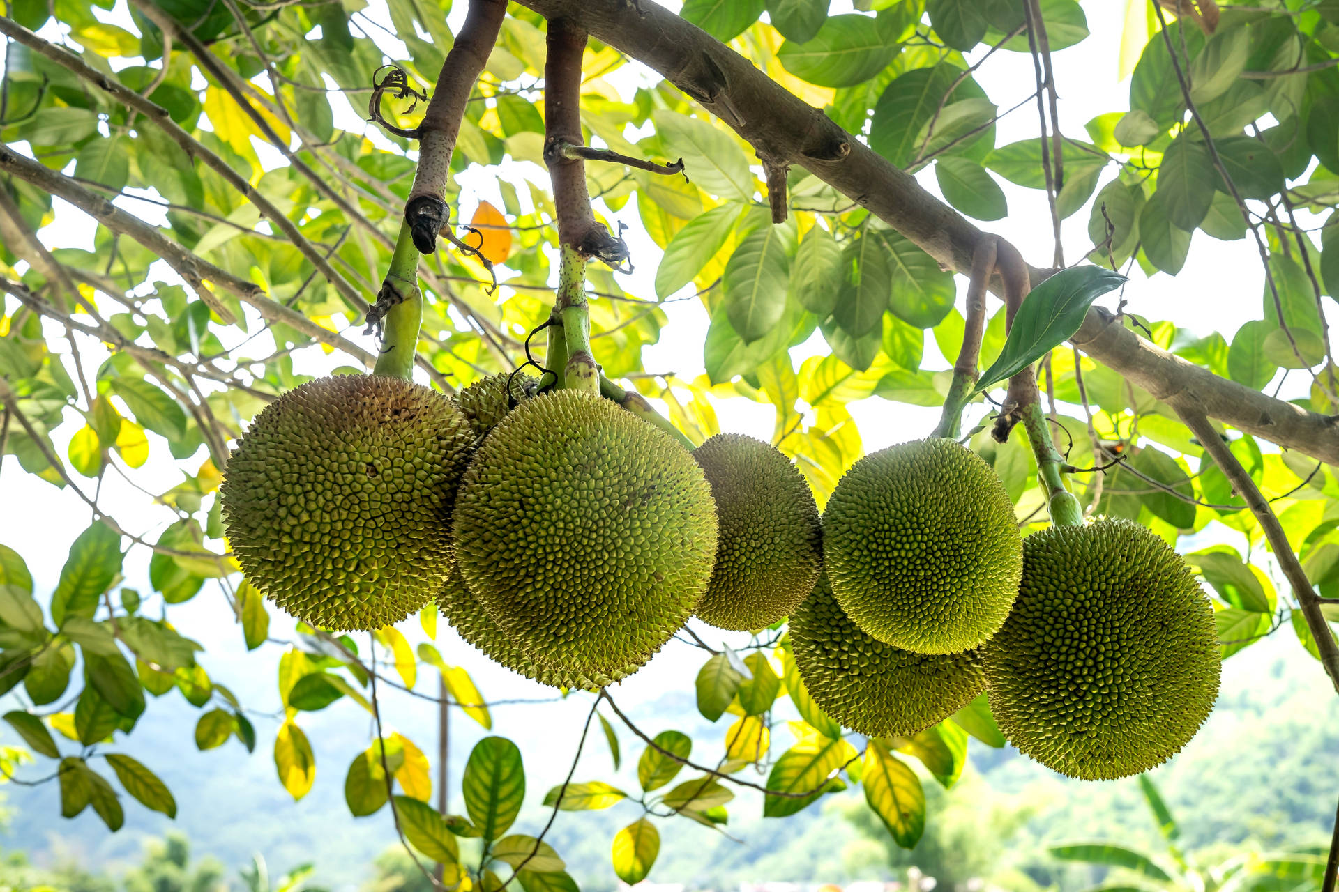 Seven Breadfruit On The Branch Background