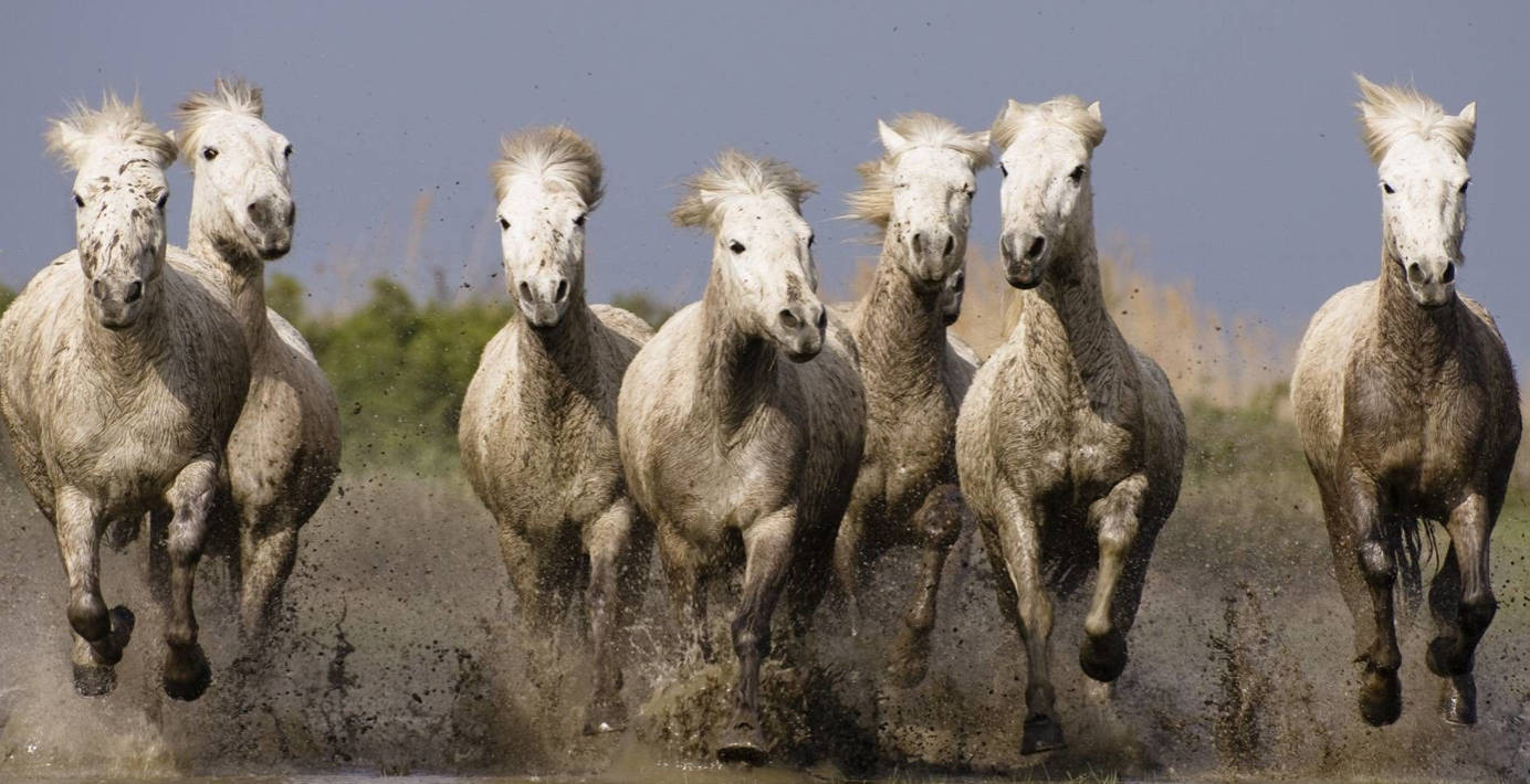 Seven Horses Galloping In Mud Background