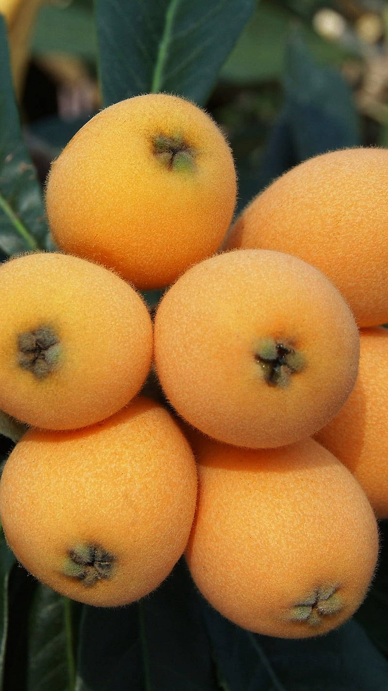 Seven Loquat Plant Fruits Background