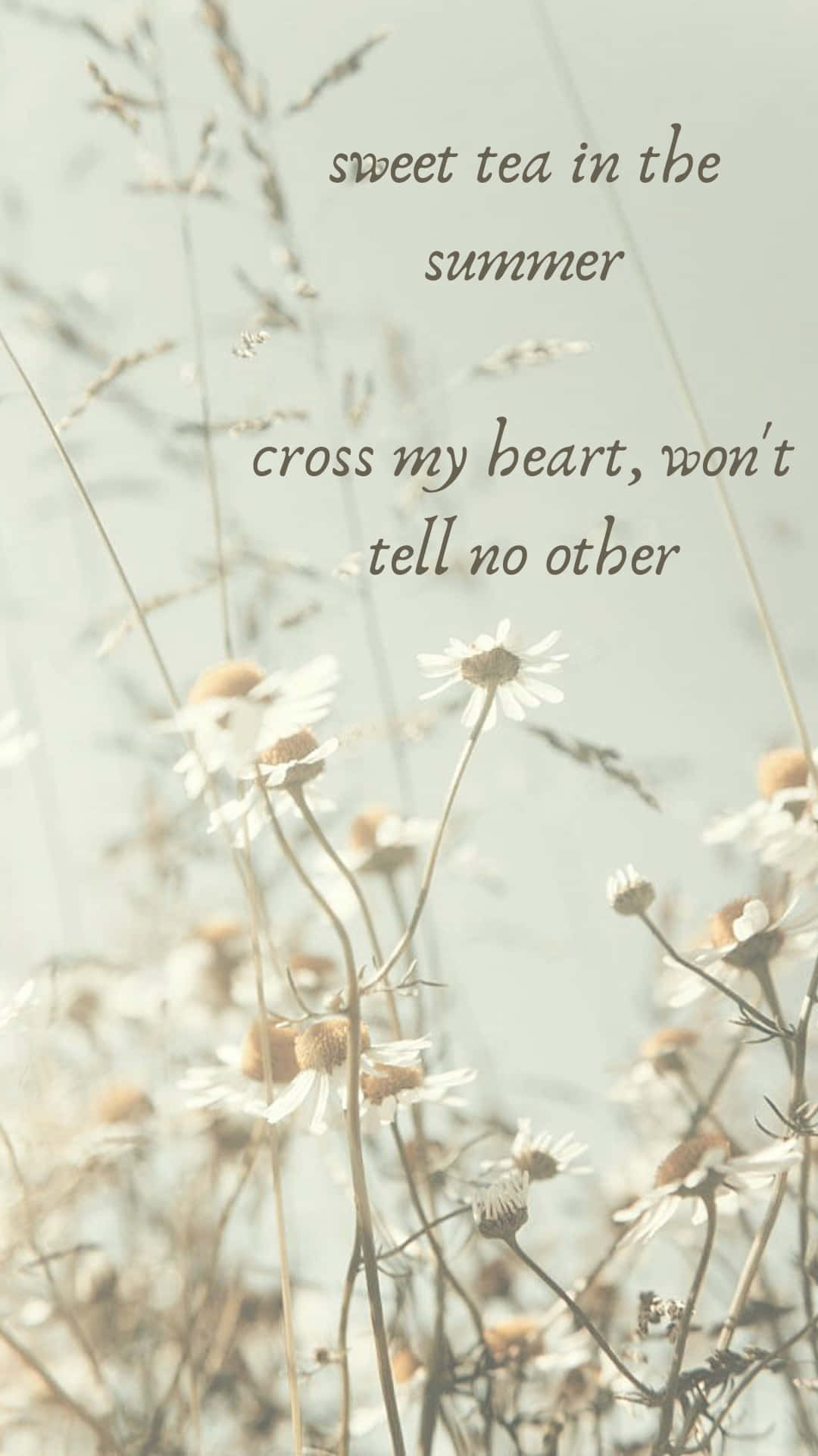 Seven Taylor Swift Lyrics With Daisies Background