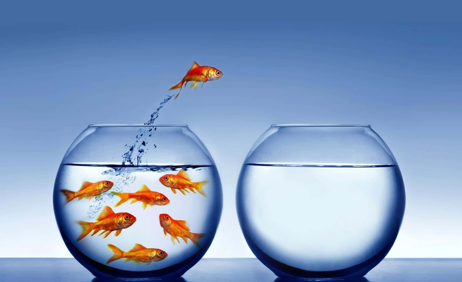 Several Fish In A Bowl