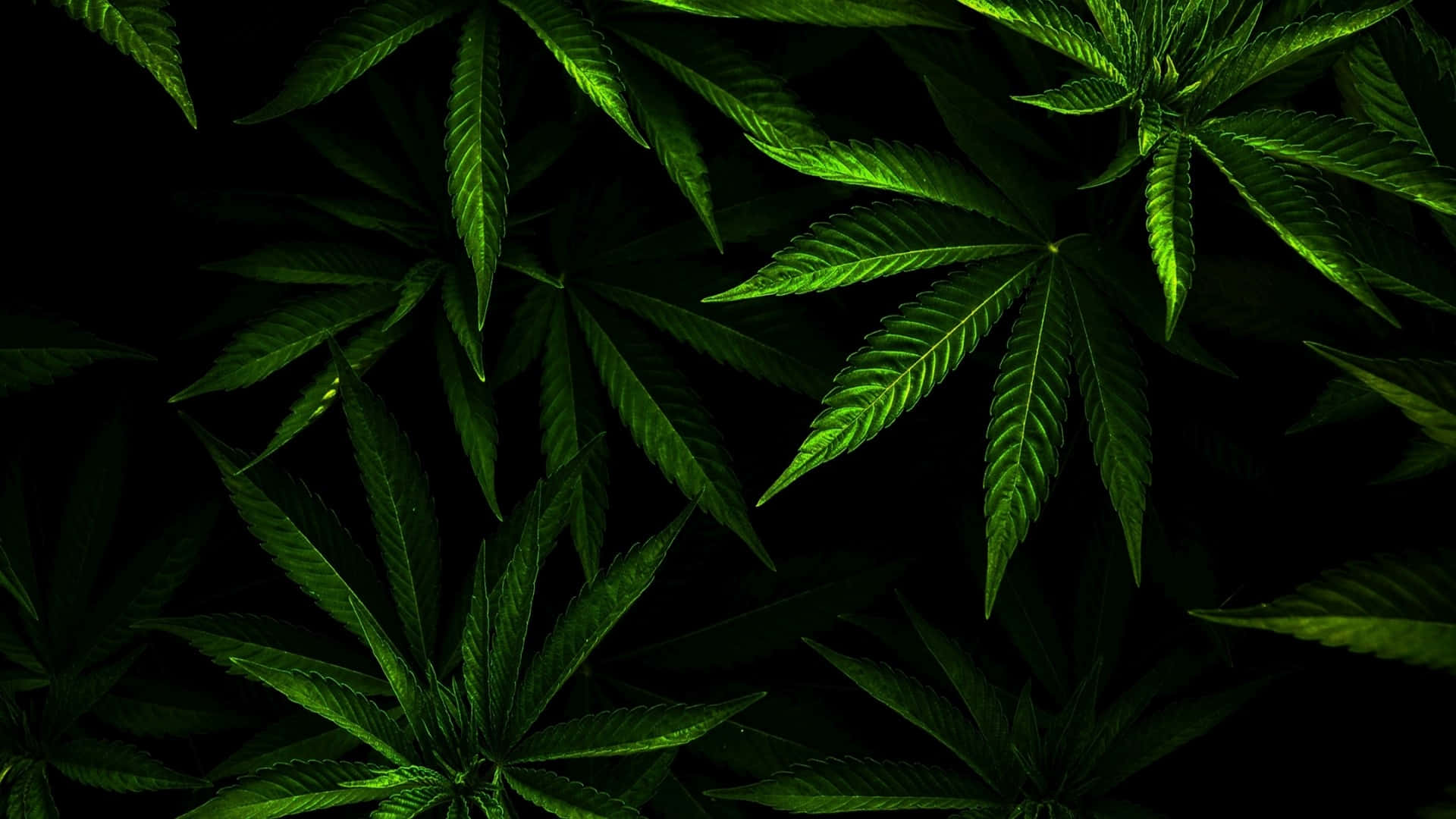 Several Marijuana Leaves In Black Background