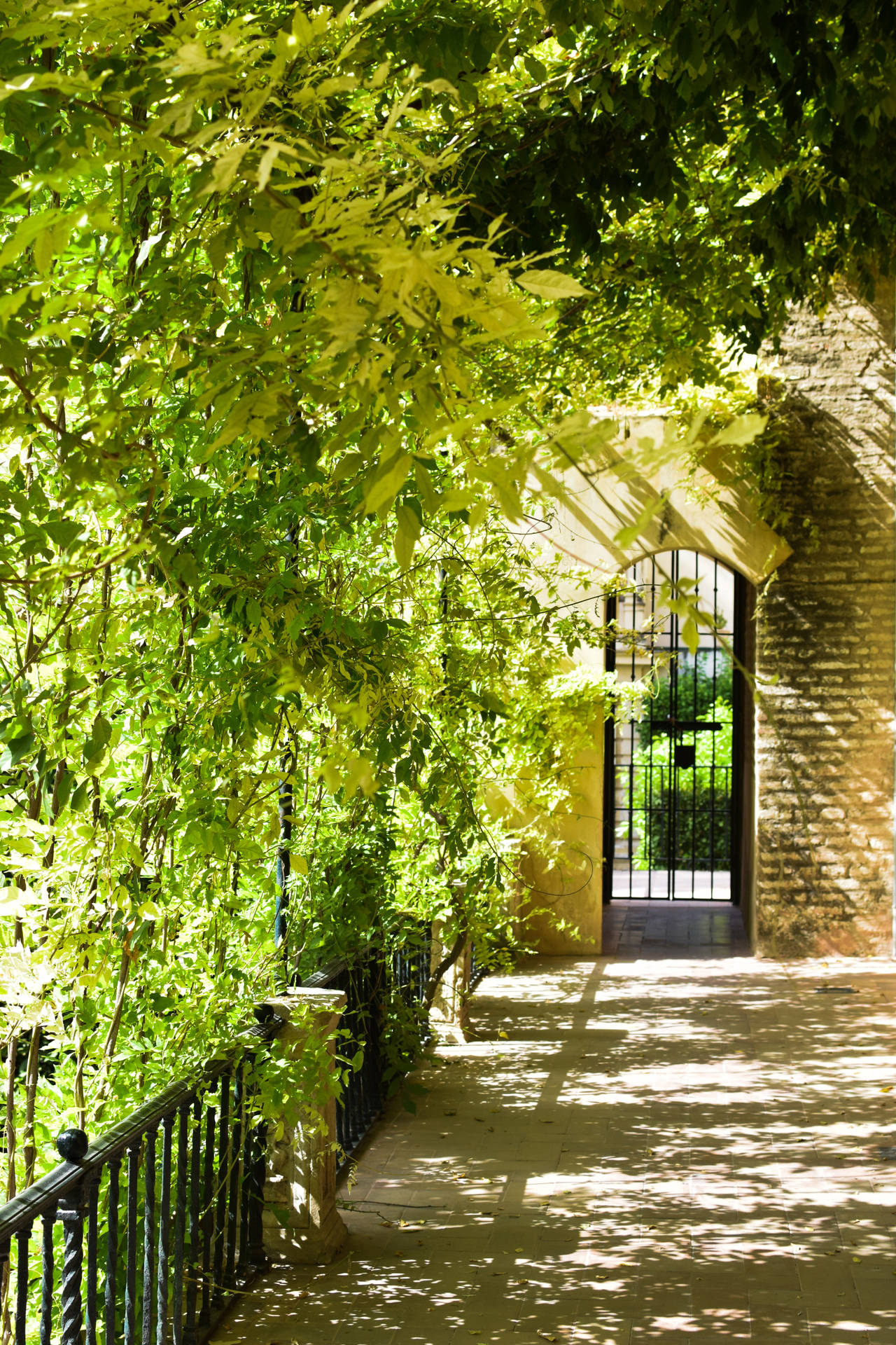 Seville Sunlight Through Trees