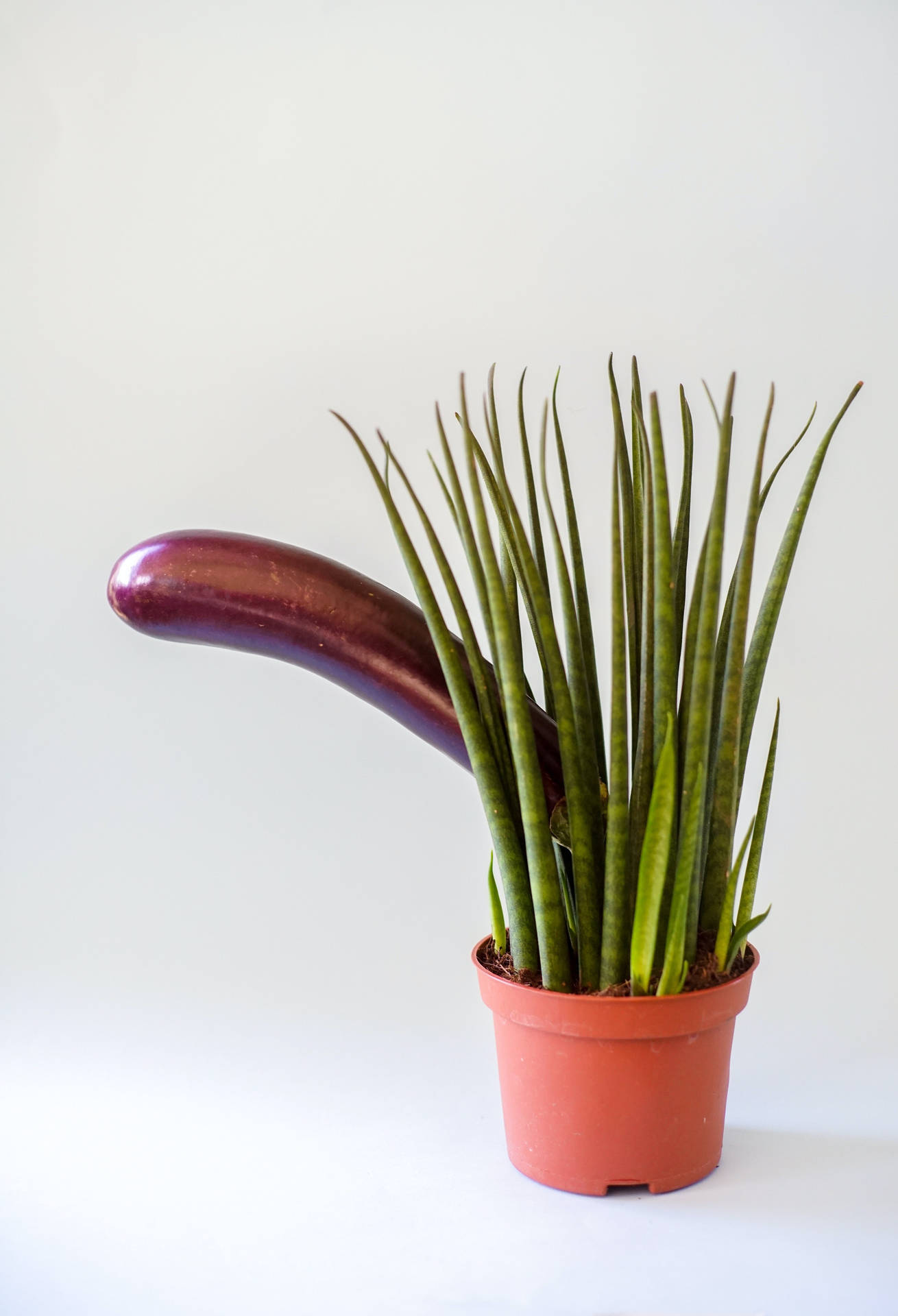 Sexual Plant And Eggplant Background