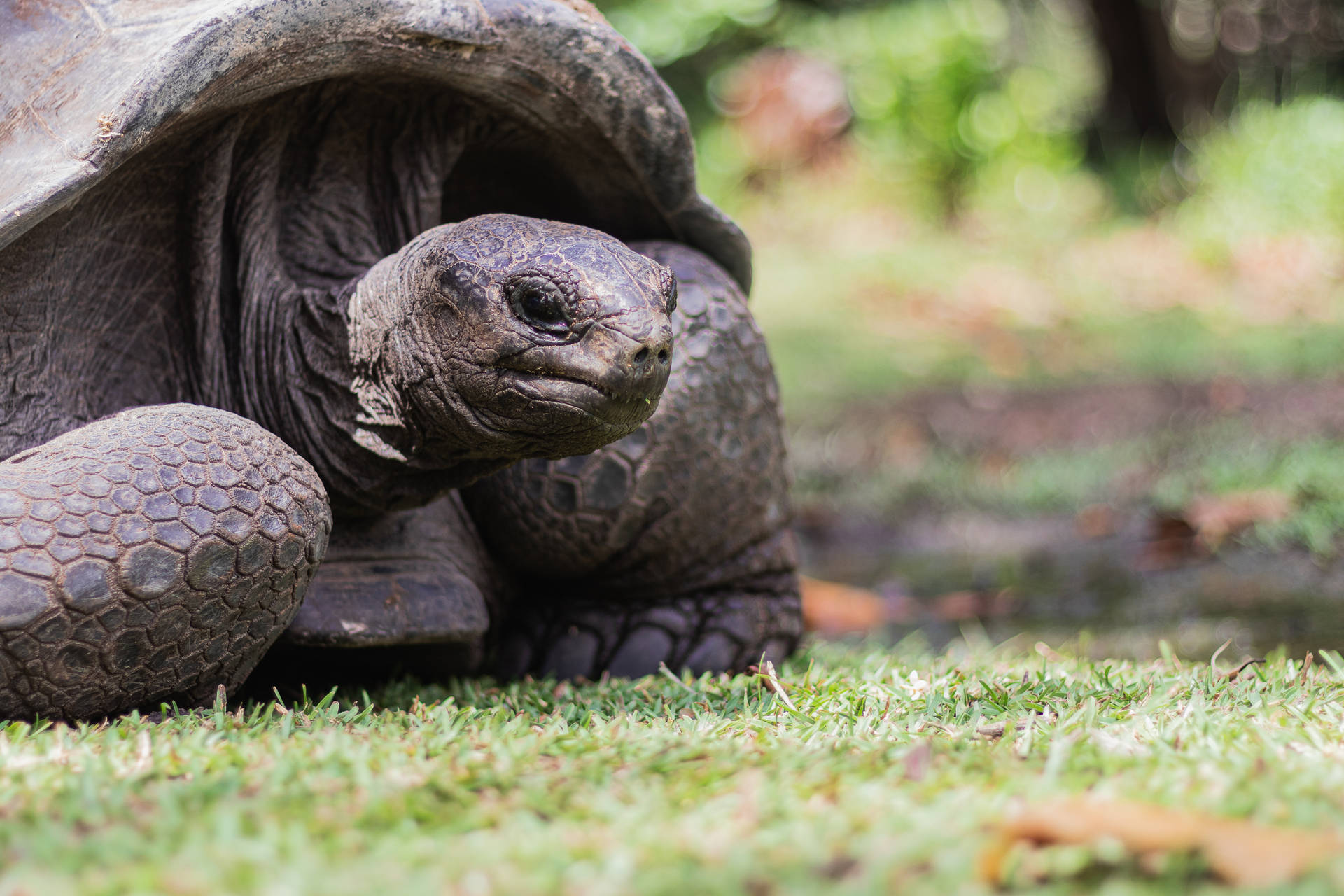 Seychelles Aldabra Giant Tortoise Background