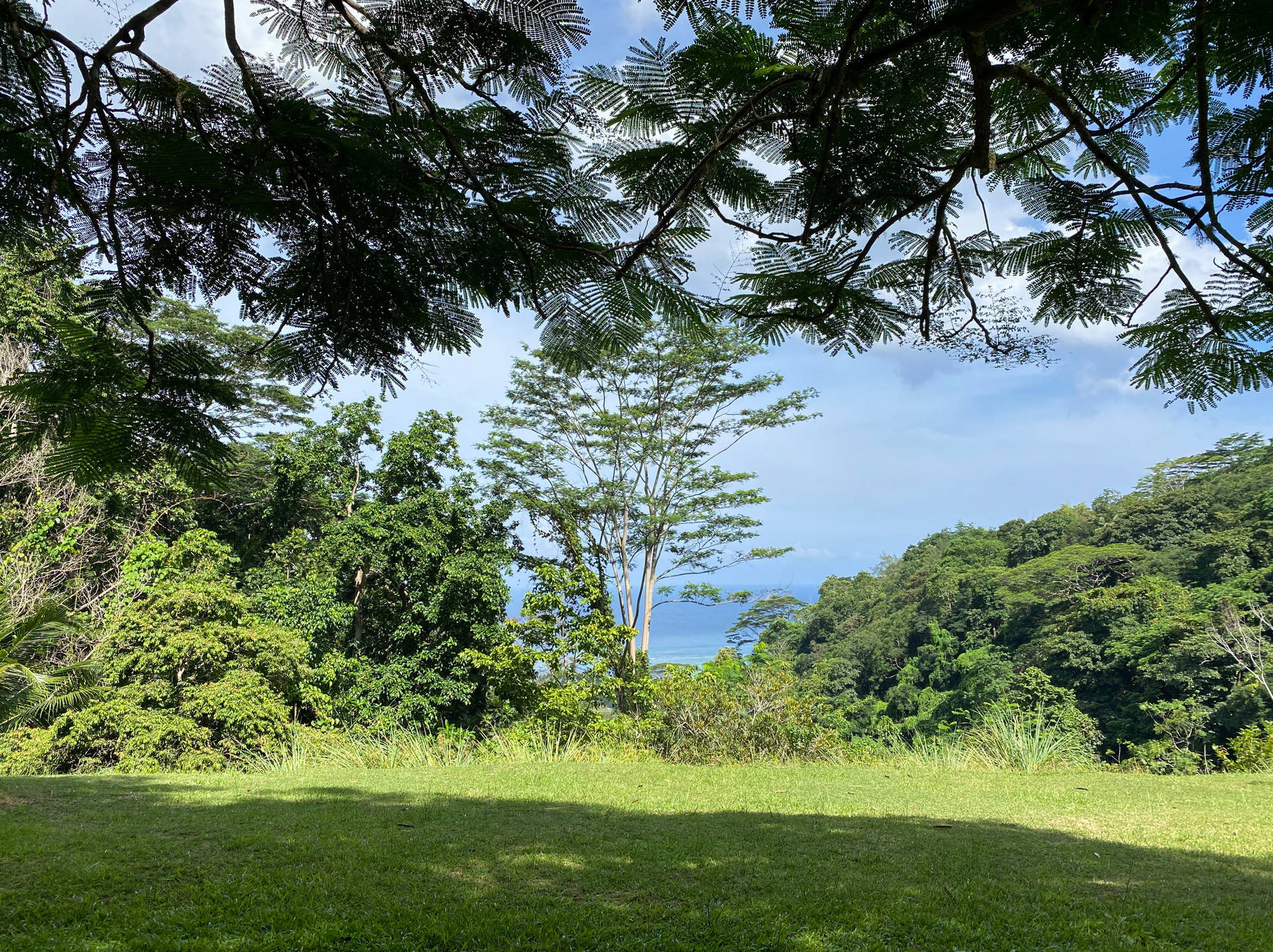 Seychelles Anse Royale Forest Background