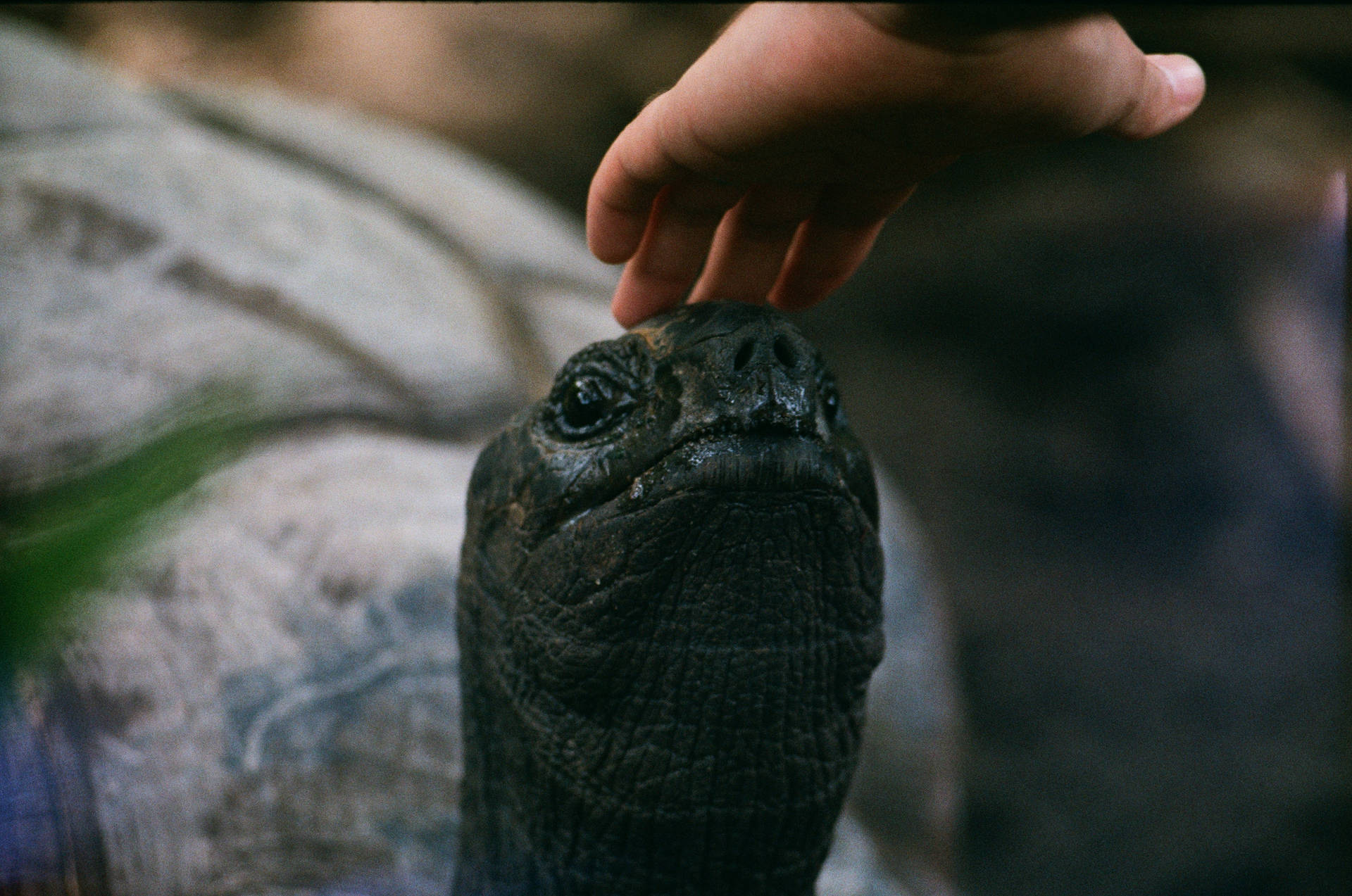 Seychelles Black Tortoise Head Background