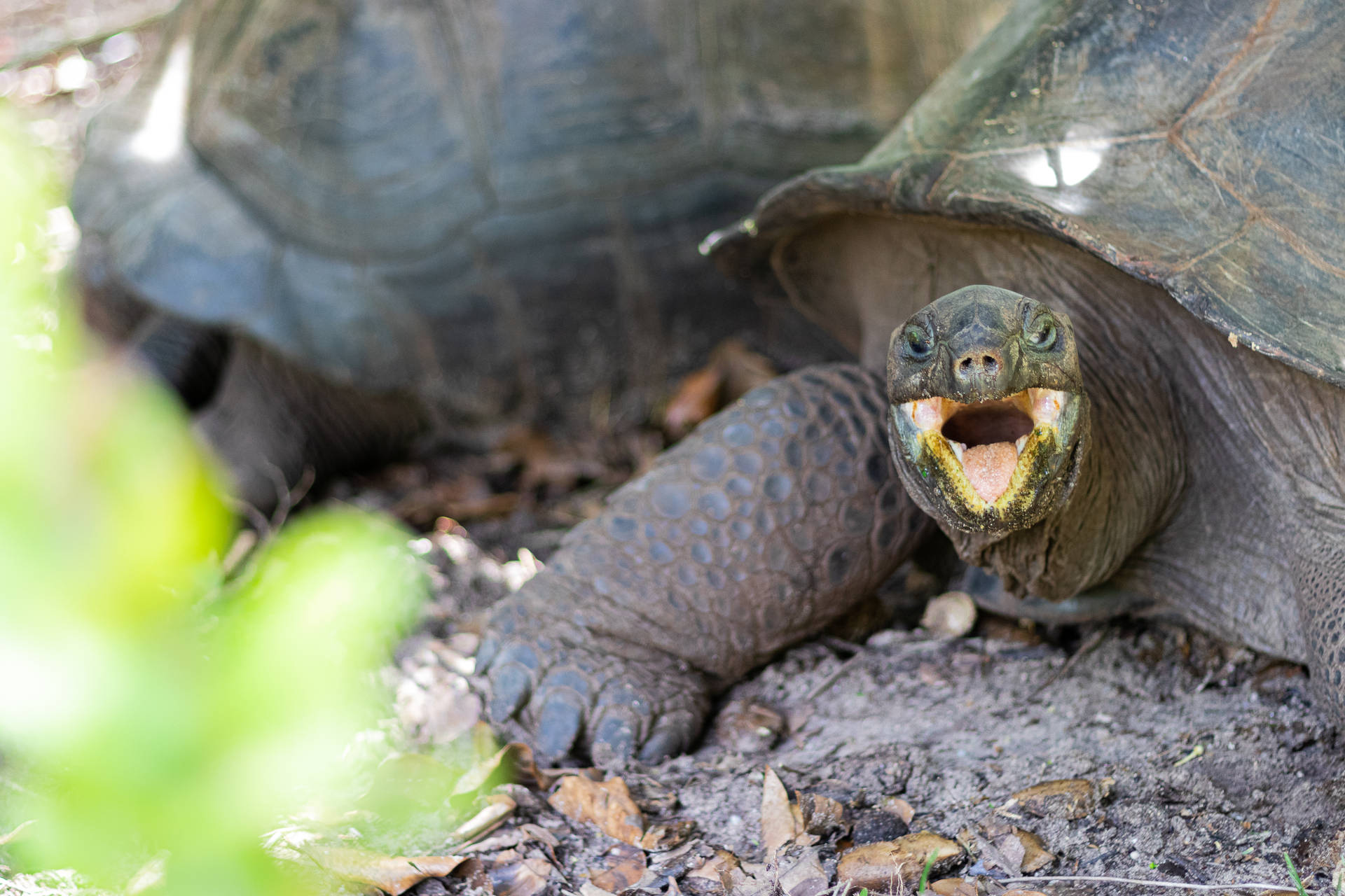 Seychelles Couple Giant Tortoises Background