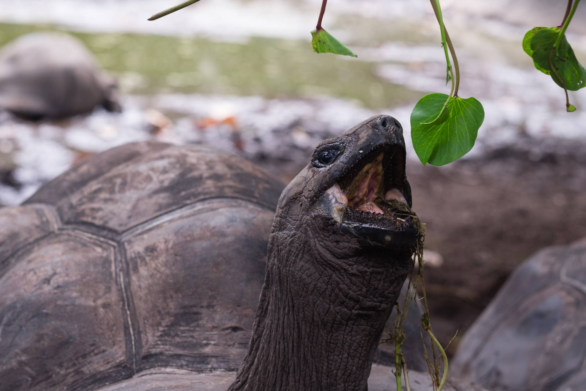 Seychelles Eating Tortoise Background