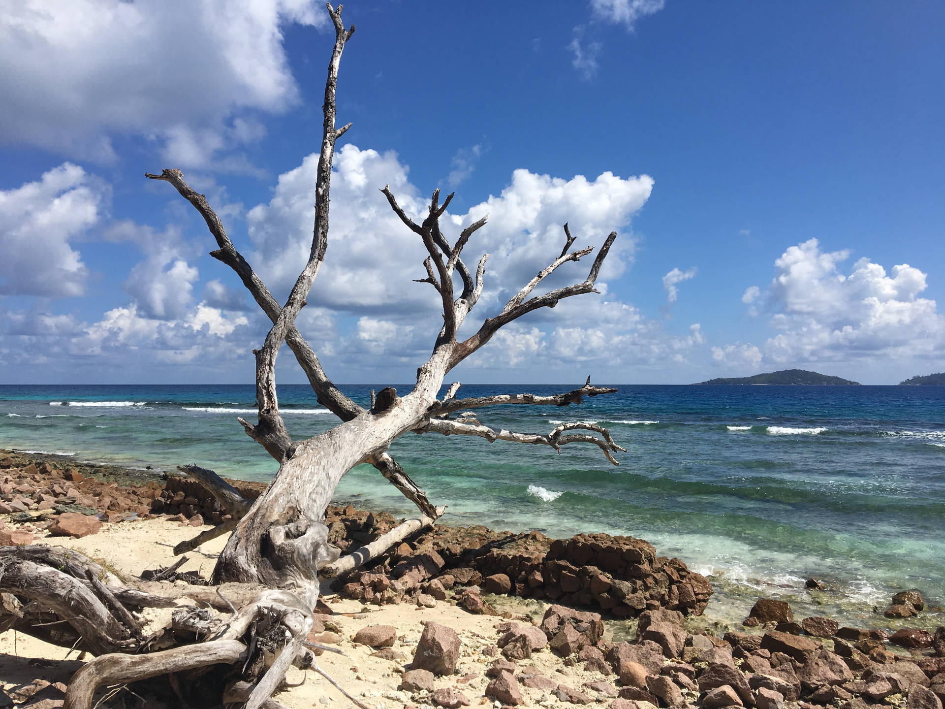 Seychelles Withered Watapana Background