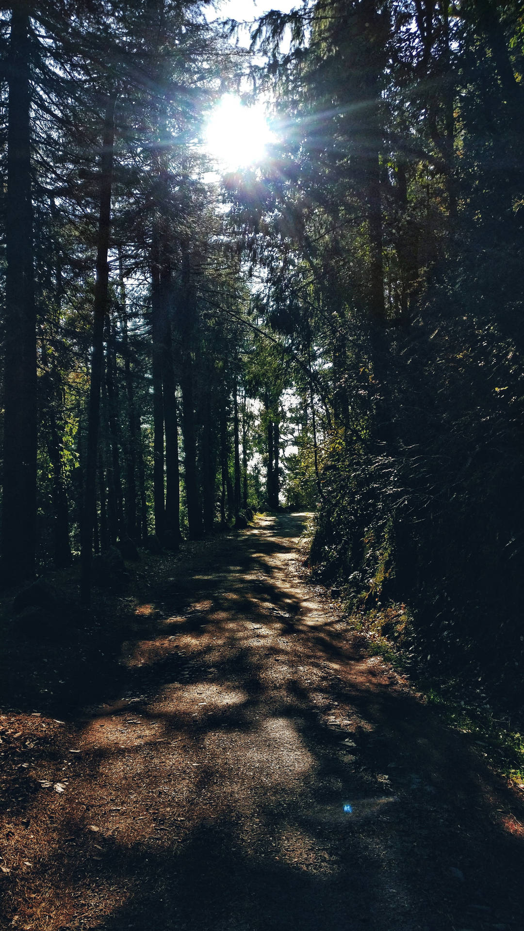 Shaded Forest Path Iphone X Nature Background