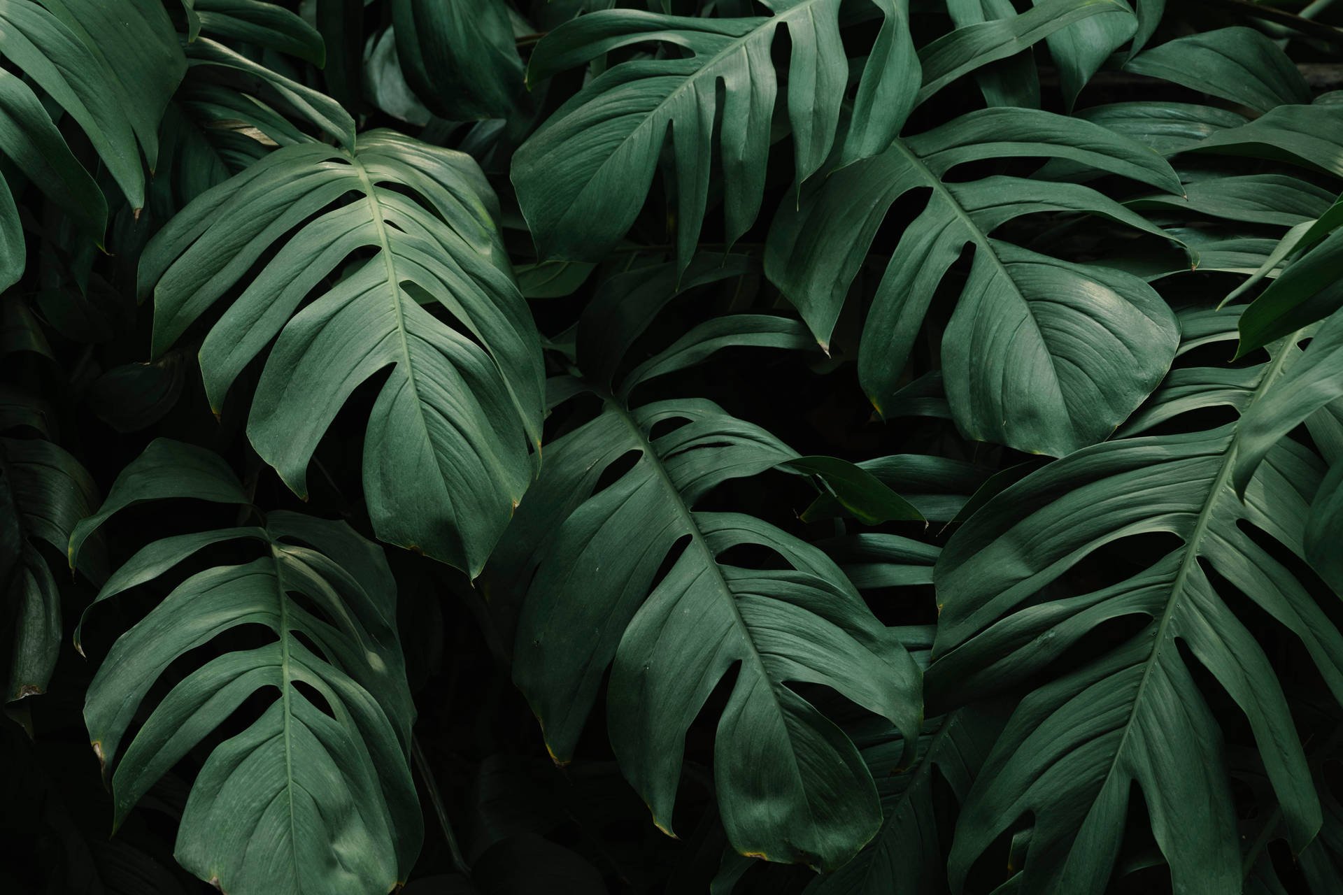 Shaded Green Leaves Background