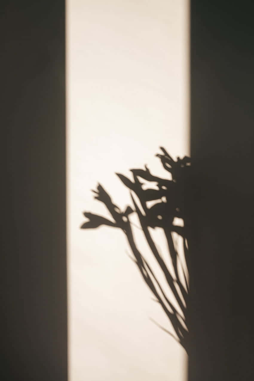 Shadow Of Authenticity: Enigmatic Floral Wall Shadow Profile Picture