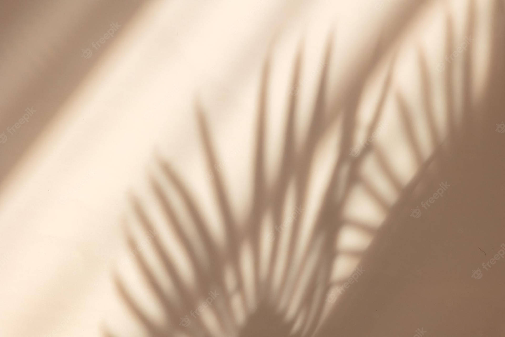 Shadow Of Palm Leaves On A Wall Background