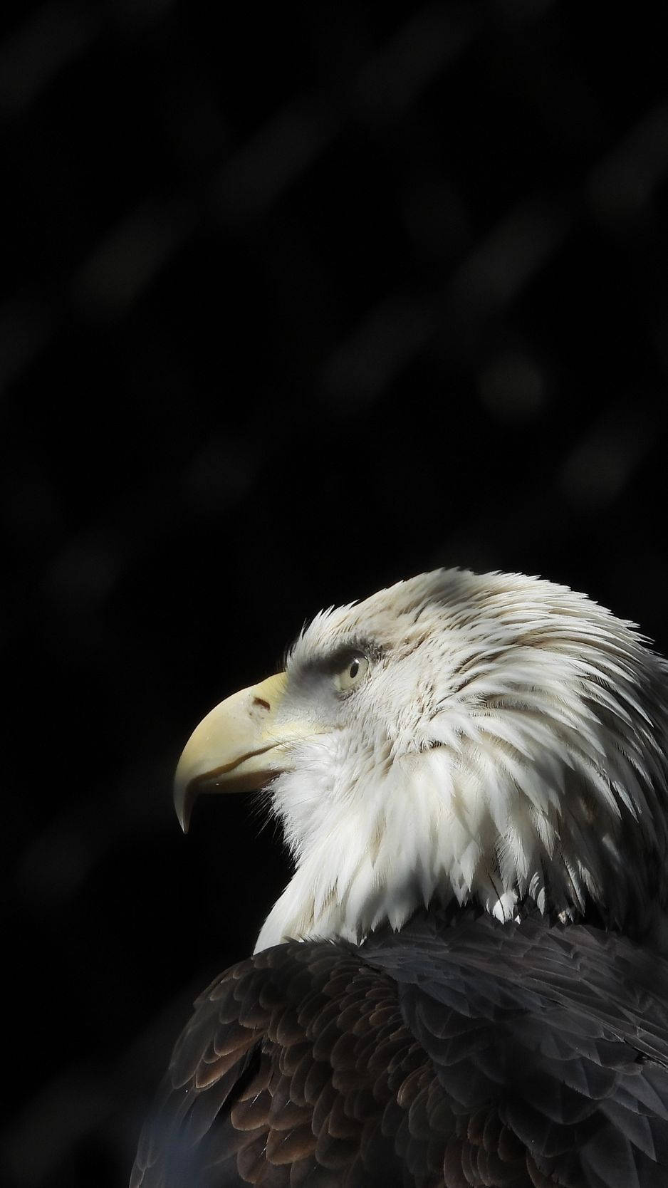 Shadowed Eagle America Iphone Background