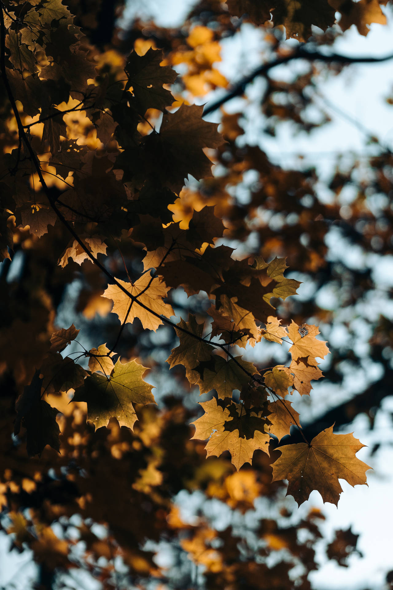 Shadowed Maples Leaves