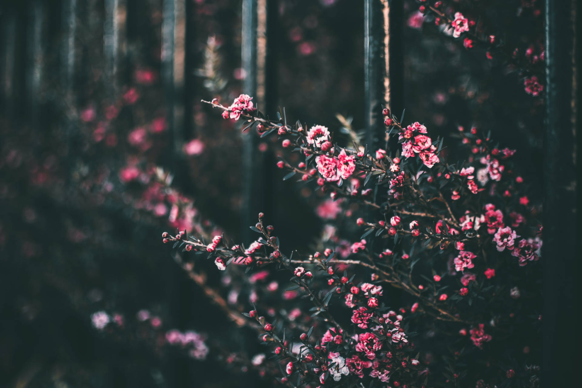 Shadowed Pink Flowers Background Background