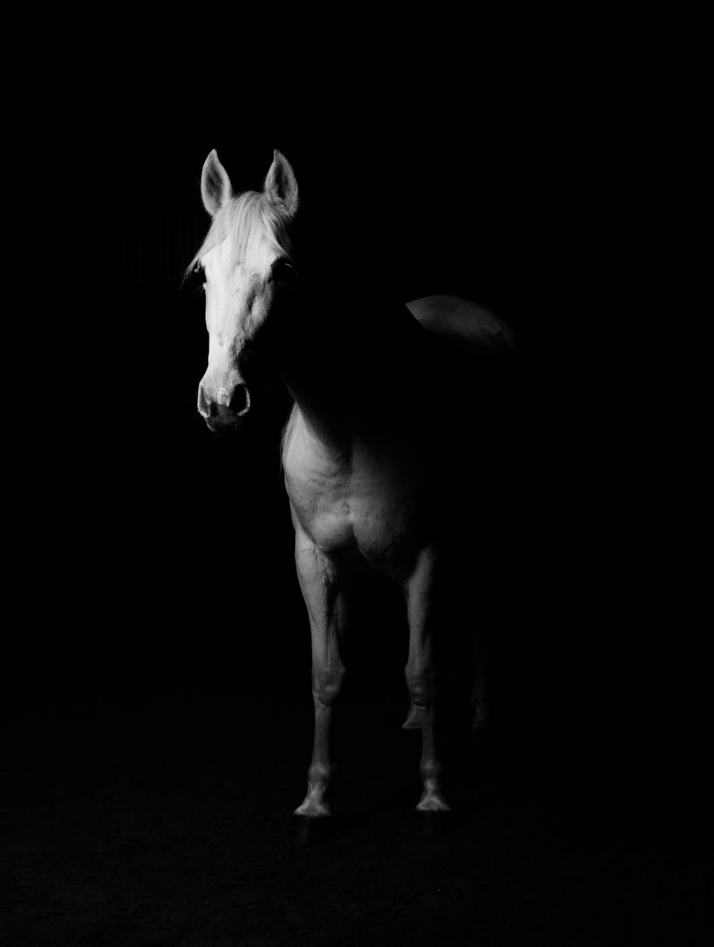 Shadowed White Horse Iphone Background