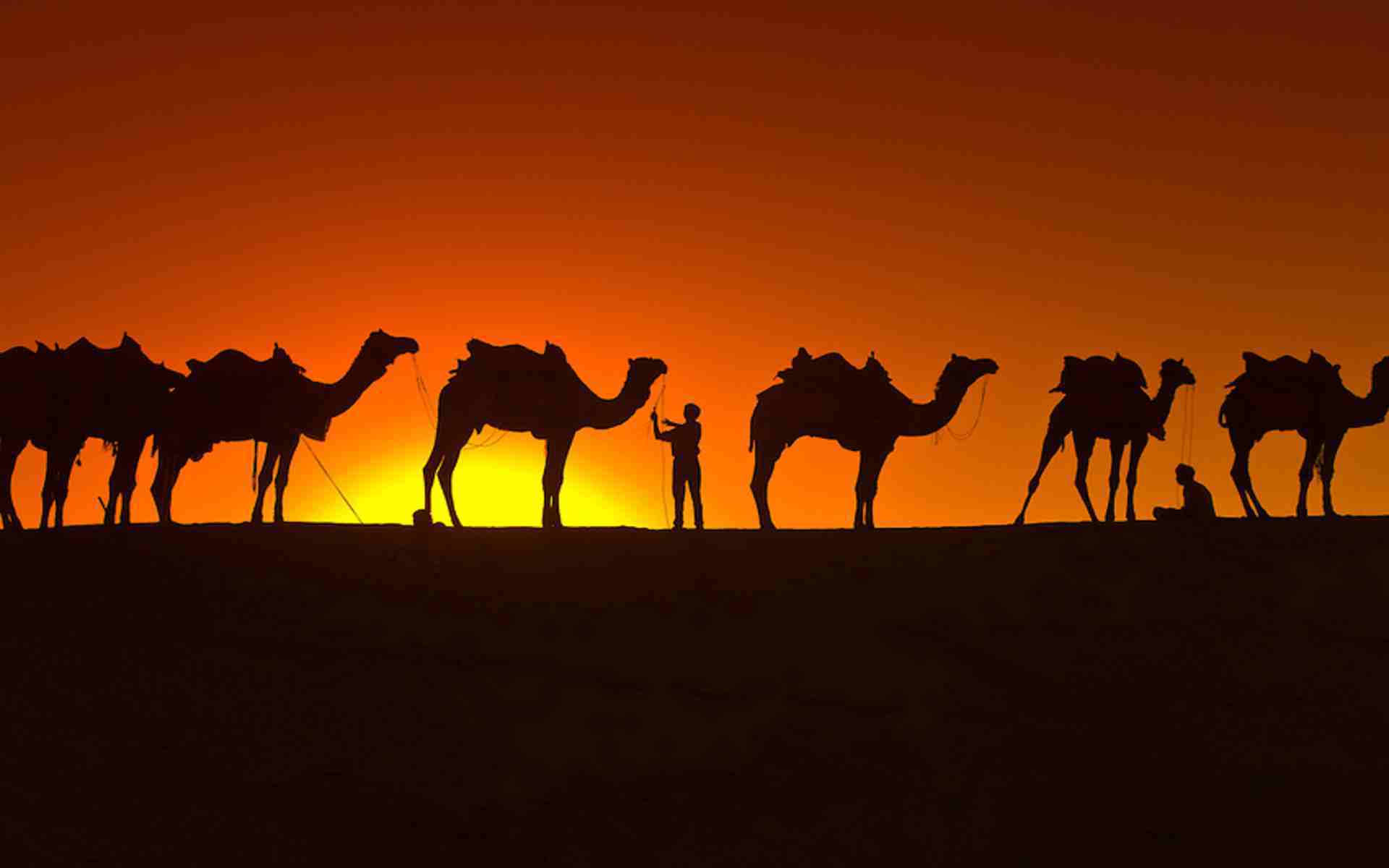 Shadows Of Camels Background