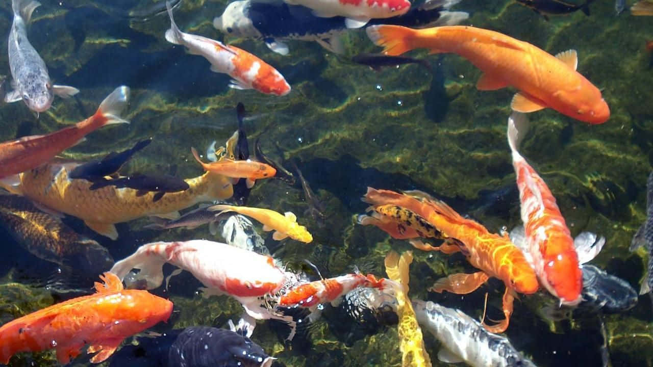 Shadows Of Live Koi Fish In A Pond Background