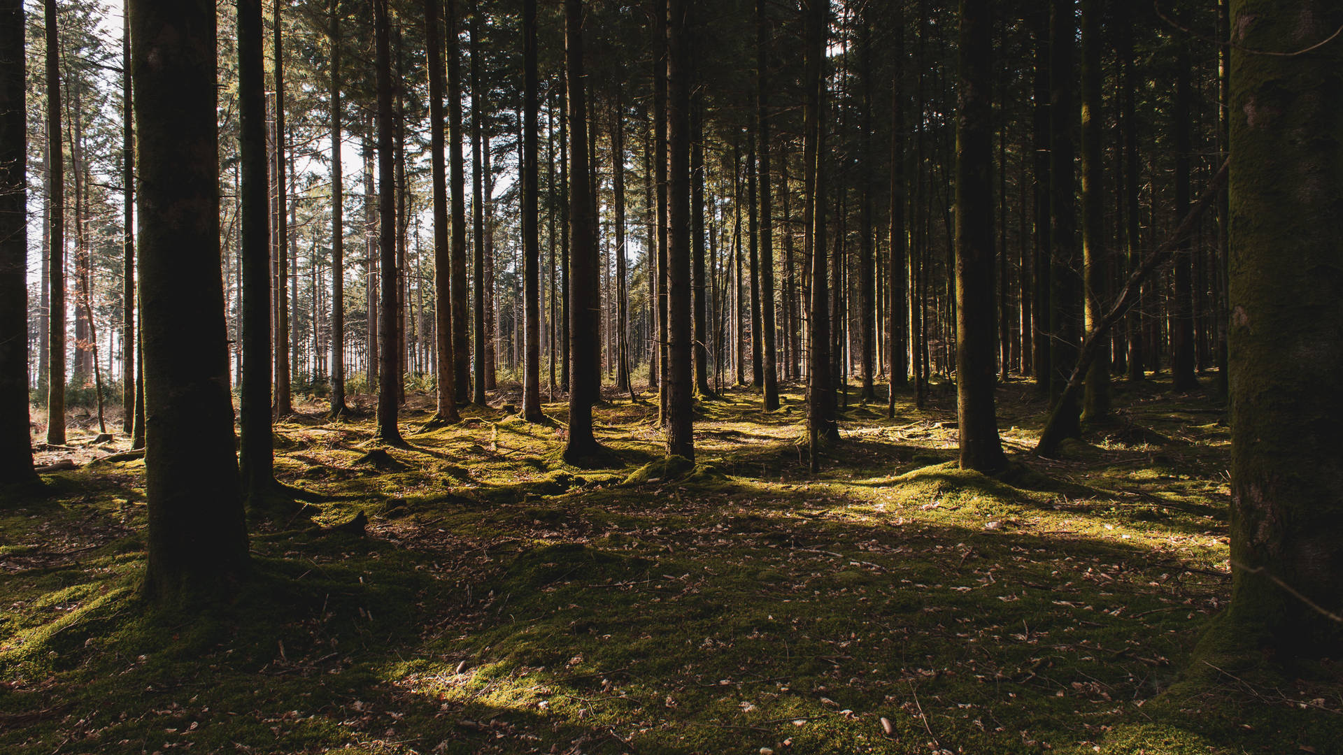 Shadowy Nordic Forest Background