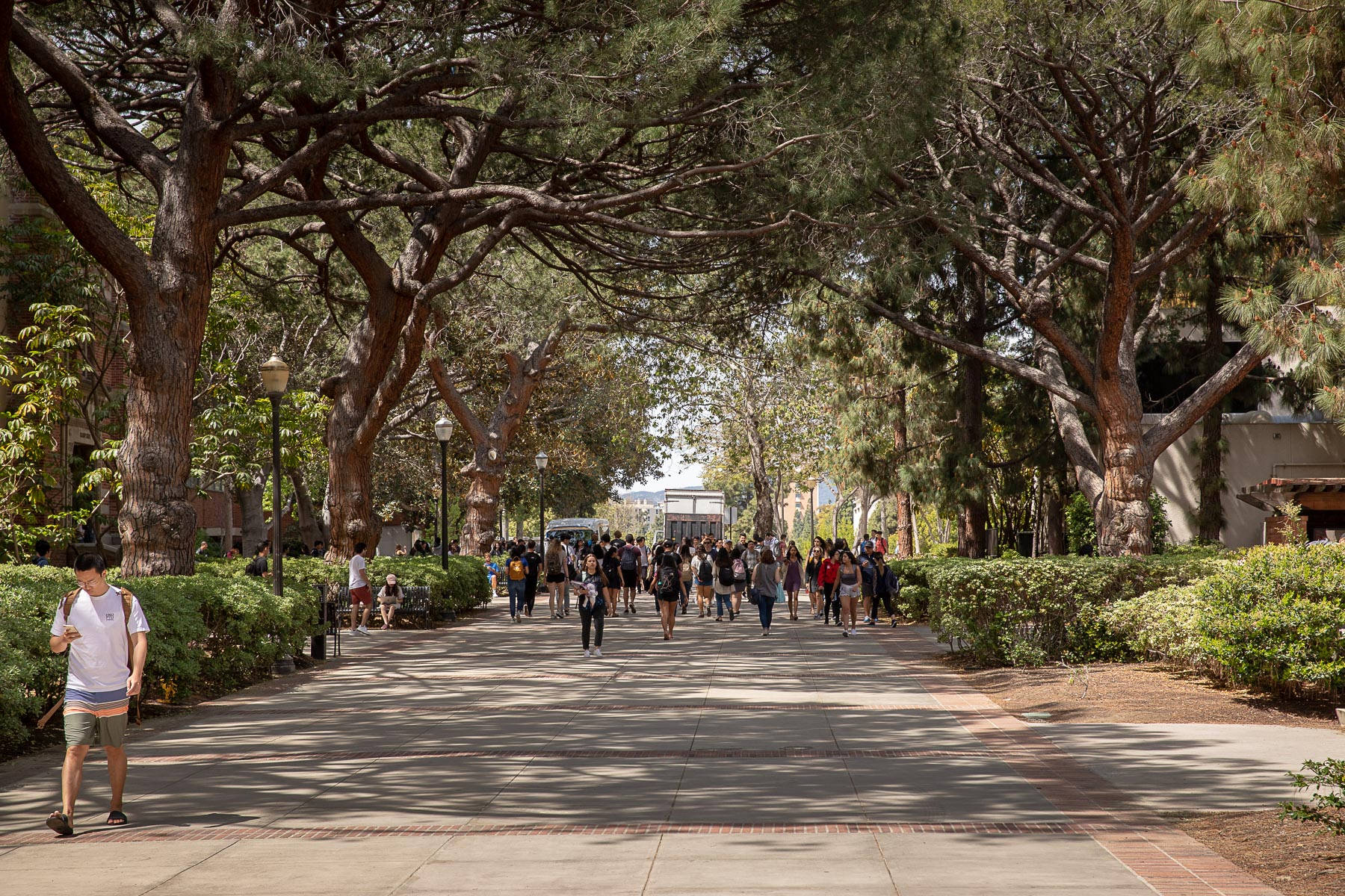 Shady Pathway At Ucla Background