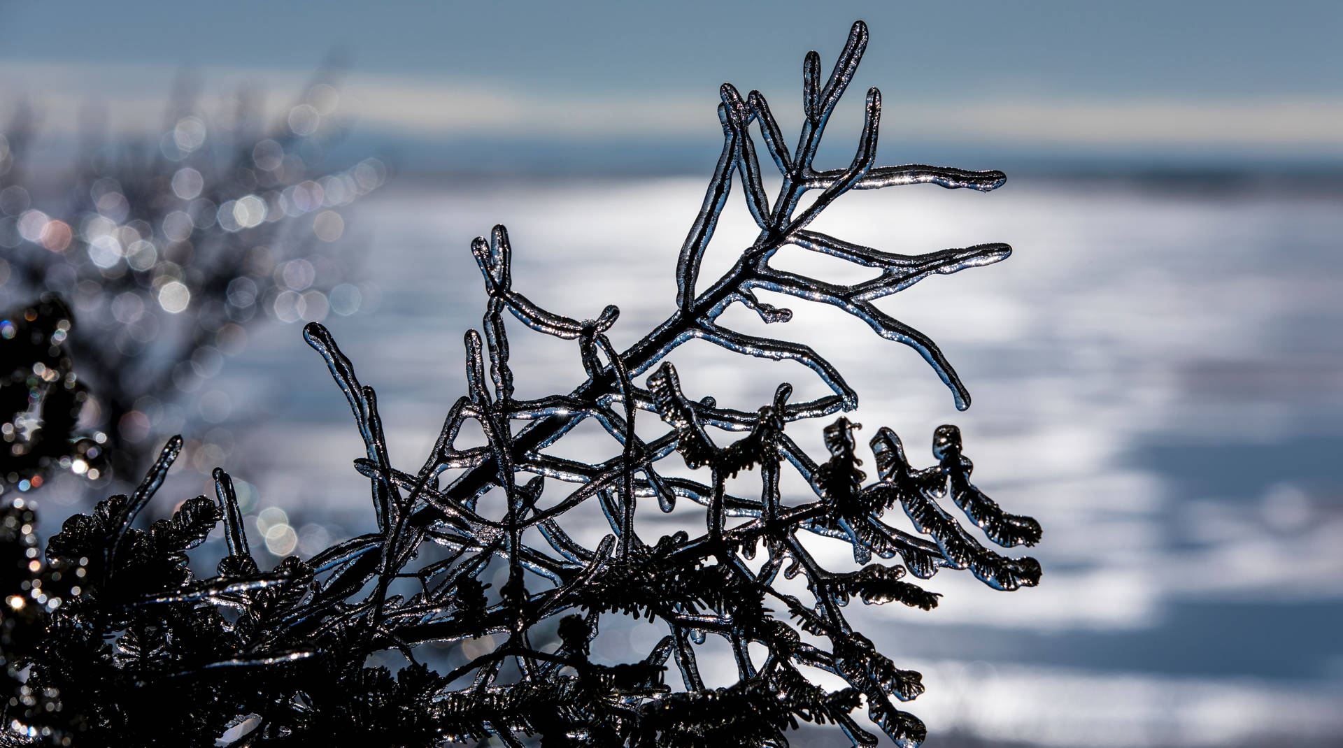 Shallow Focus Tree Branch On Ice Background