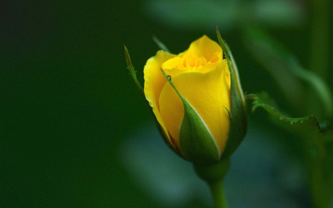 Shallow Focus Yellow Rose Background