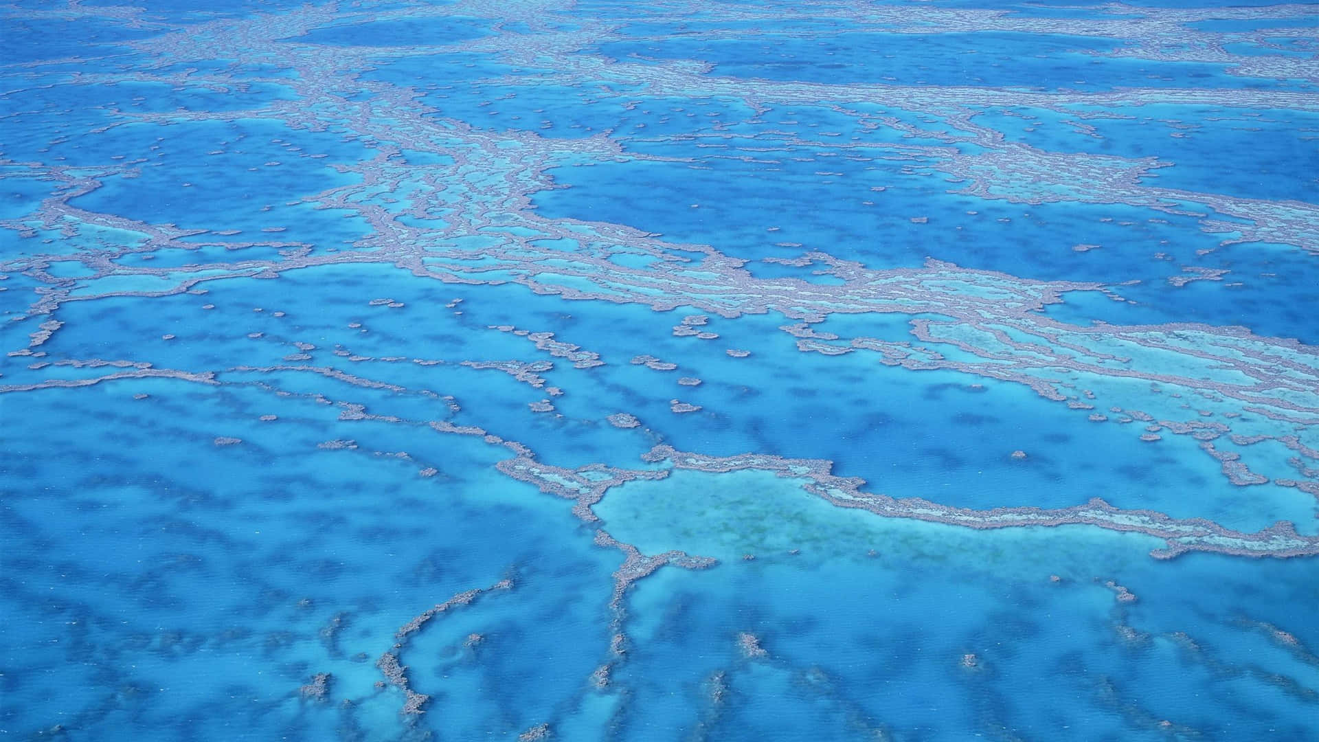 Shallow Great Barrier Reef Background