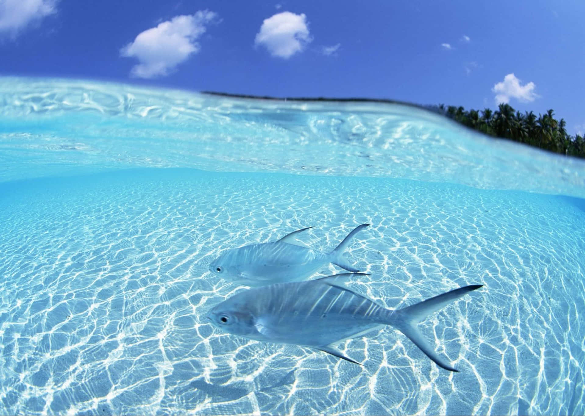 Shallow Water Creatures Background