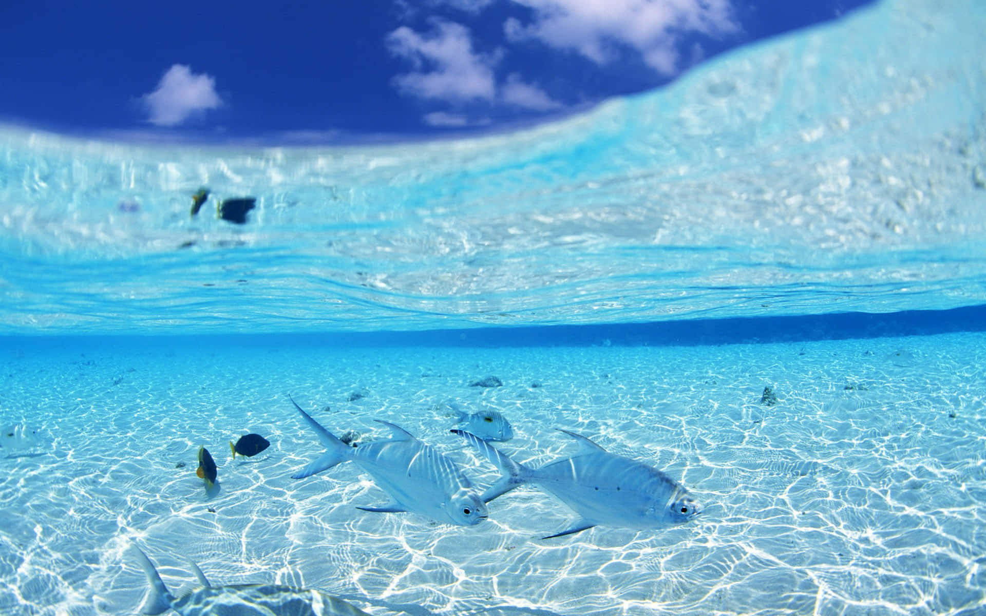 Shallow Water Fishes Background