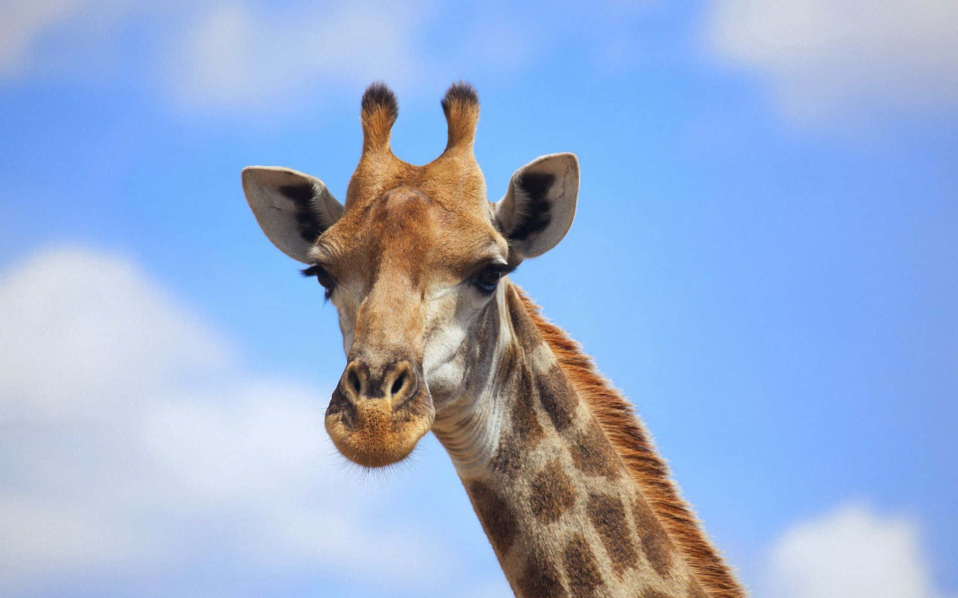 Share This Funny Giraffe Face With Friends Background