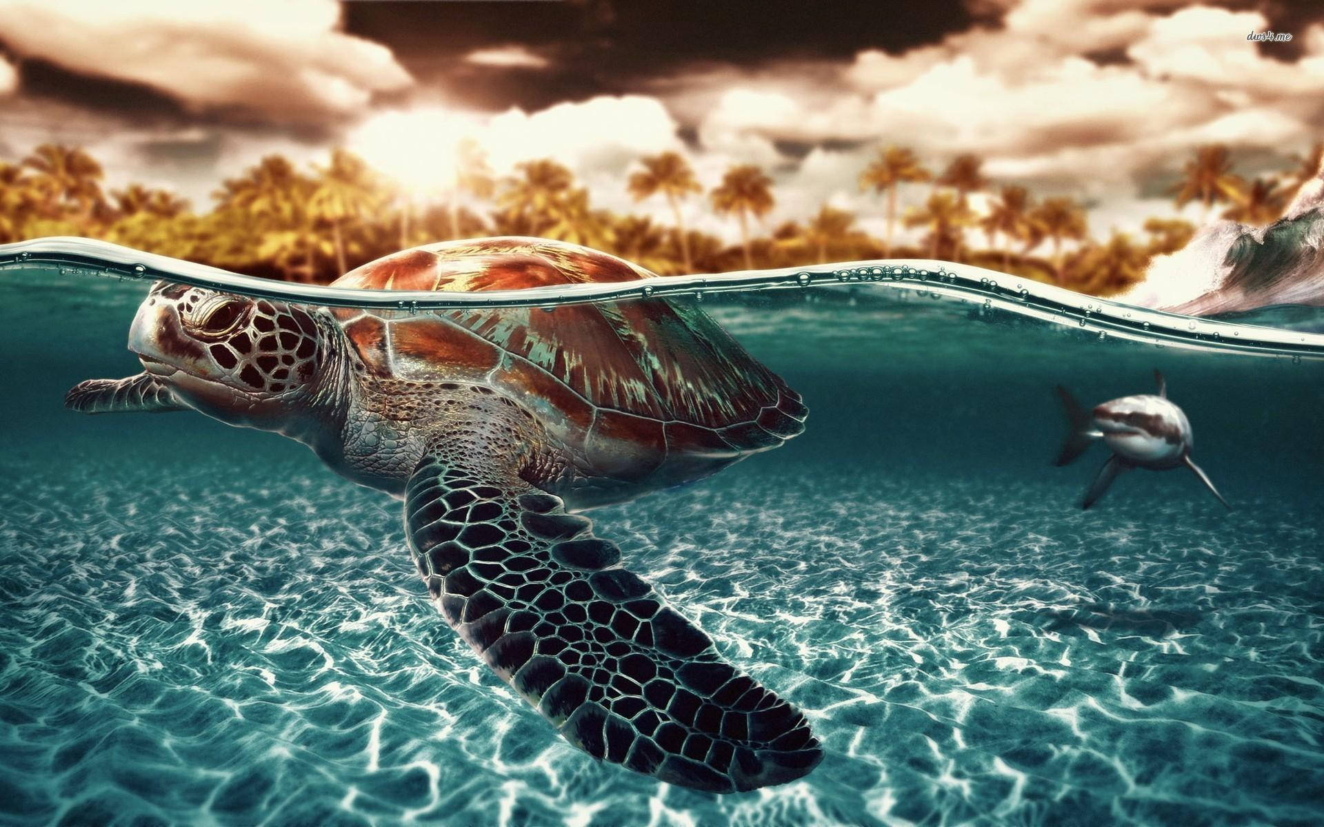 Shark Behind Sea Turtle Background