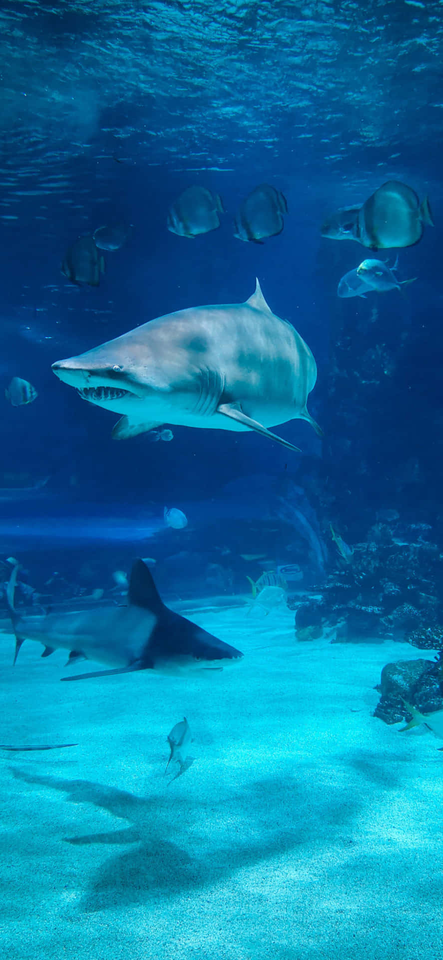 Sharks Swimming In The Ocean Background