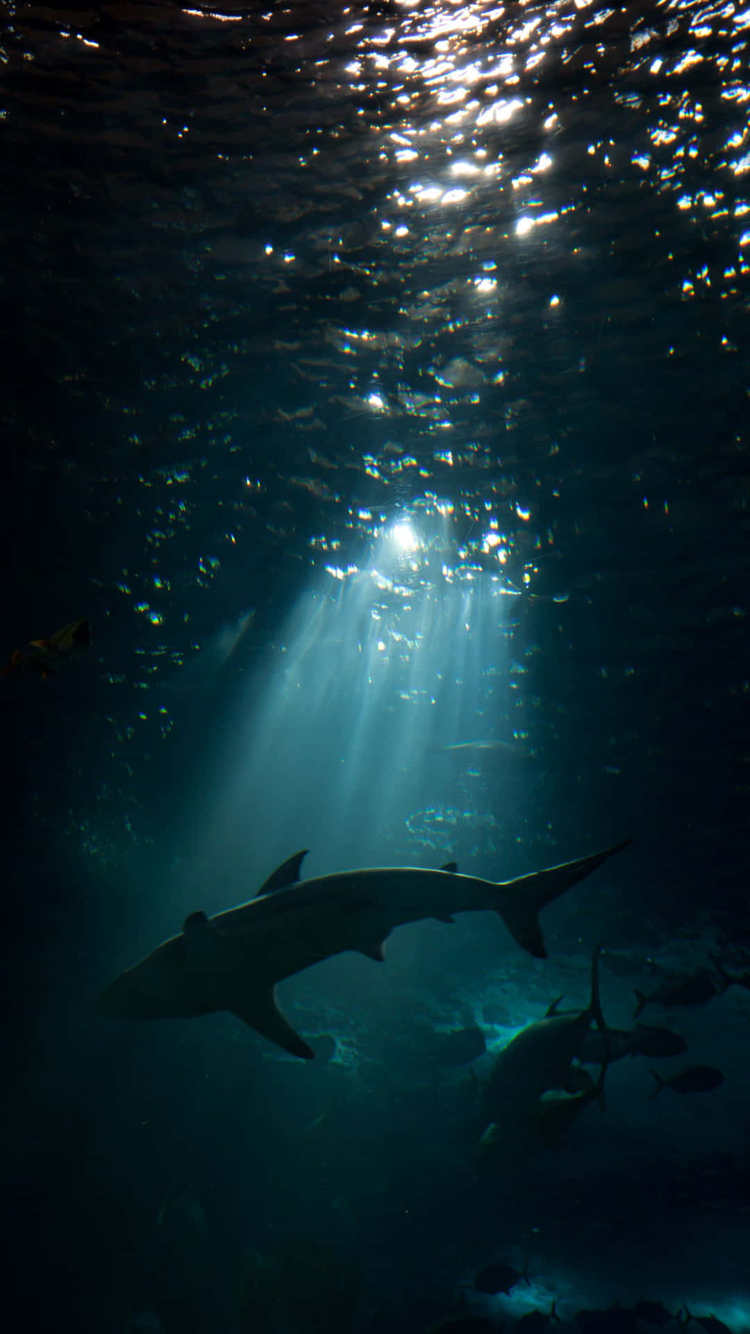 Sharks Swimming Underwater Iphone Background